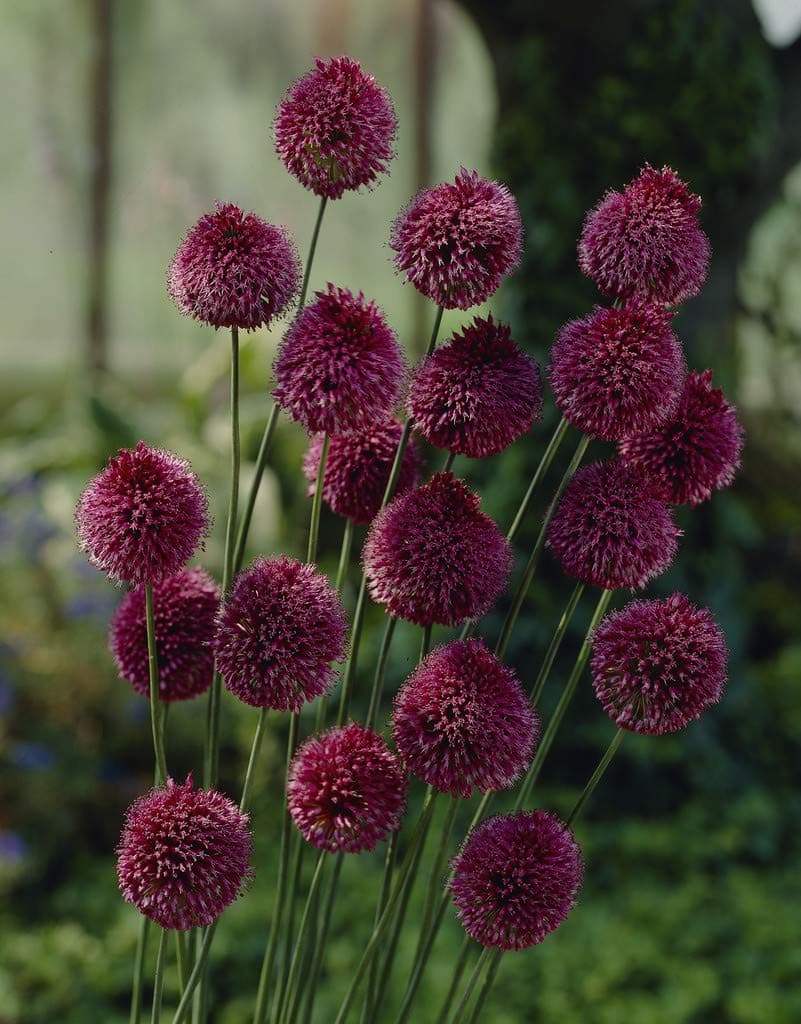 VAN ZYVERDEN Allium Sphaerocephalon Set of 25 Bulbs, Burgundy, 7/+ cm