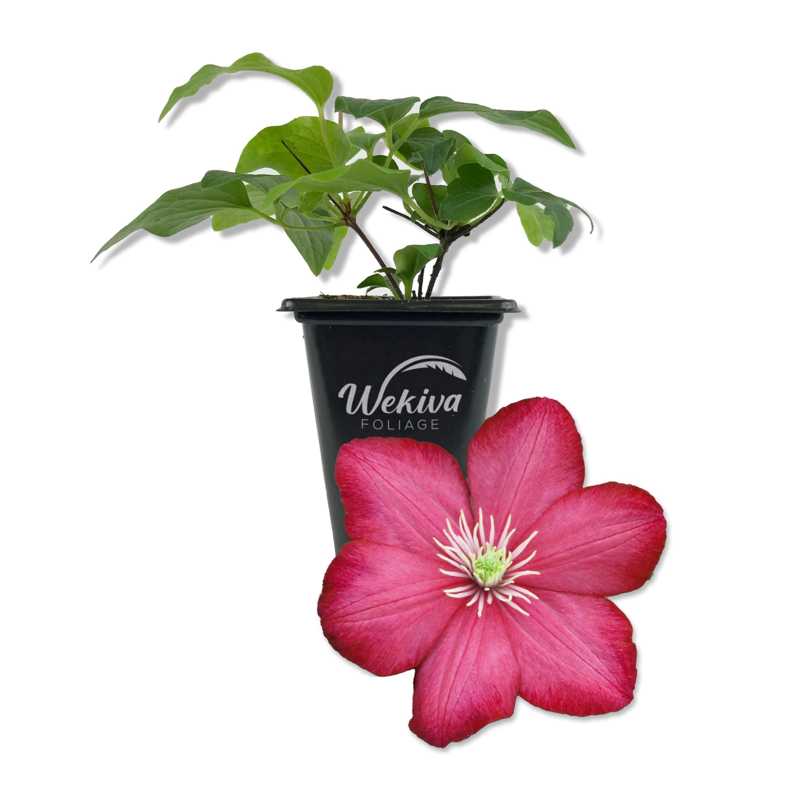 Clematis Ville de Lyon - Live Starter Plants in 2 Inch Growers Pots - Clematis 'Ville de Lyon' - Starter Plants Ready for The Garden - Beautiful Red Flowering Vine (1 Plant)