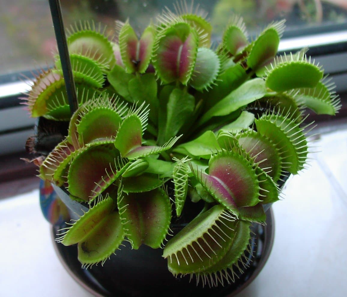 20 Seeds Potted Venus Flytrap Plant Seeds Dionaea Muscipula Giant Clip Seeds Easy to Grow Carnivorous Plant