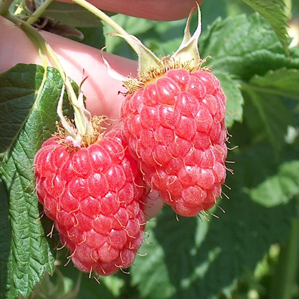 Raspberry Canes 'Malling Minerva' Early Summer Fruiting Rubus idaeus Hardy Shrub Easy to Grow Your Own Garden Raspberries Fruit Plants 6X Bare Root Canes by Thompson and Morgan