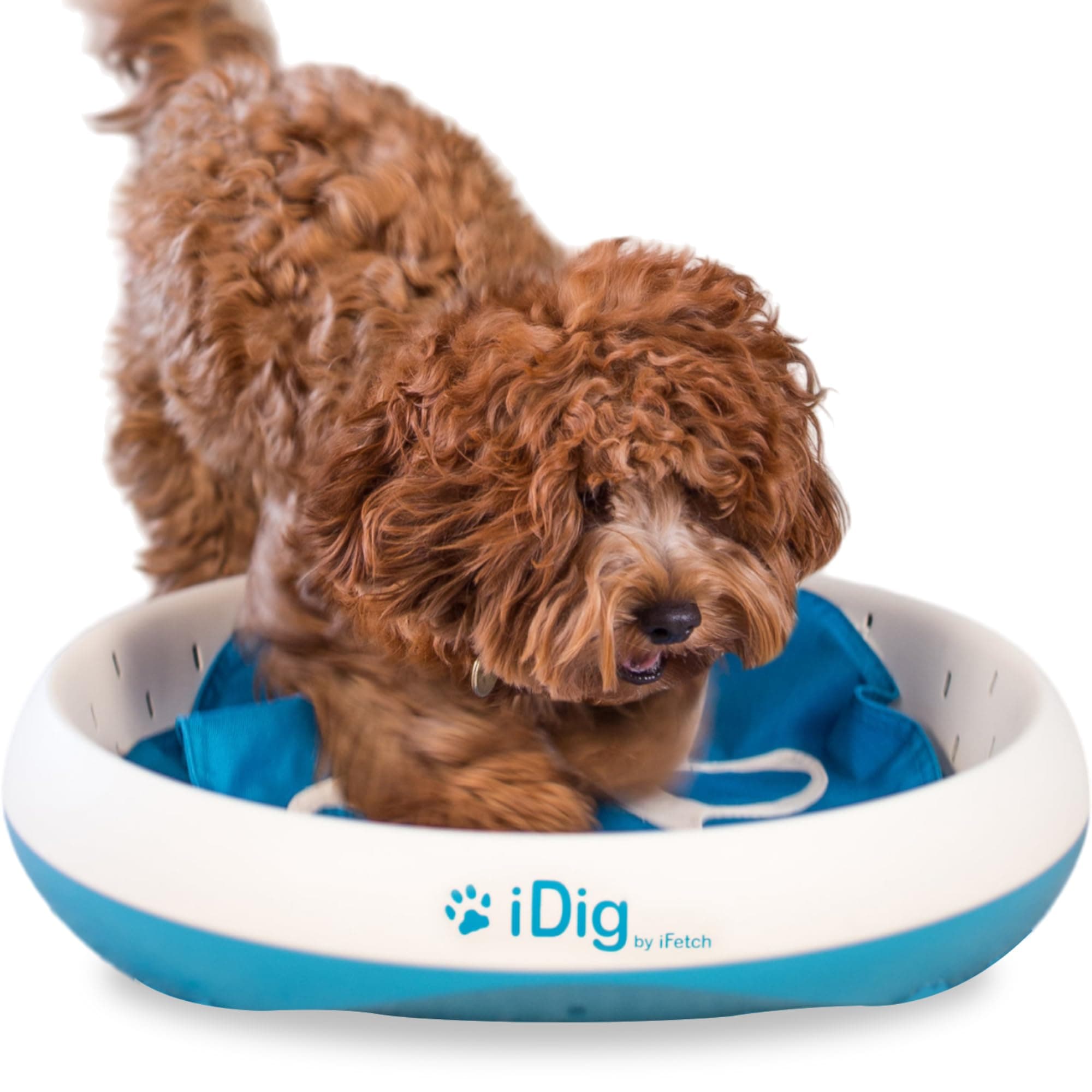 iFetch Q-100 Idig Digging Toy, One Size, Blue/White