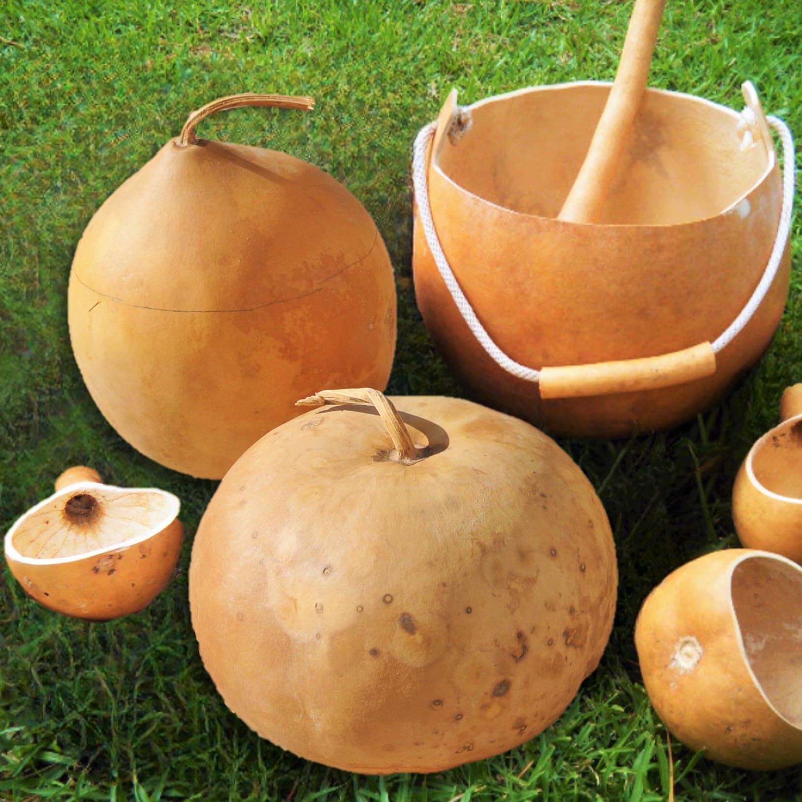 TomorrowSeeds - Bushel Gourd Seeds - 20+ Count - for 2025 Planting Hard-Shelled Ornamental Gourds Lagenaria Siceria Basketball Basket Bowl Carving African Squash Grow Your Own Home Farm Patio Healthy