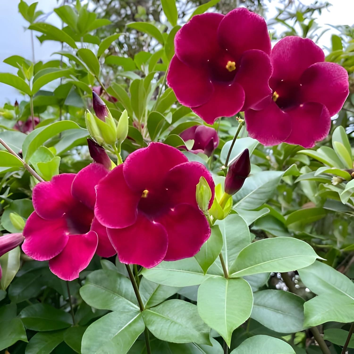GOLAPKOLONY Red Allamanda Healthy Live Flower Plant Original Variety With Pot For Home Garden Pack Of 1(Ready To Blooming)