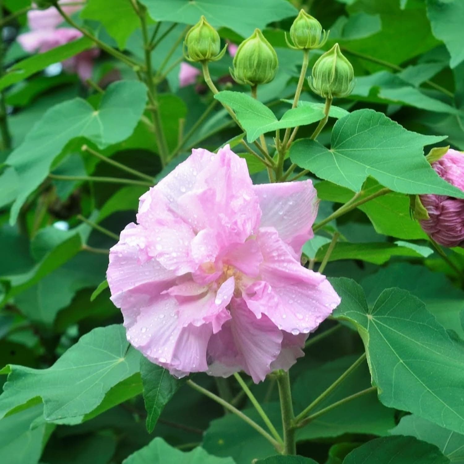 Hug A Plant | Changing Rose/The Confederate Rose (Hibiscus mutabilis) Flowering/Ornamental Live Plant (Home & Garden)