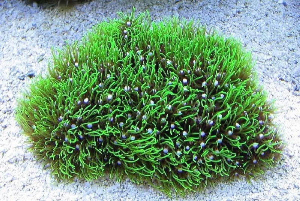 Green Star/Greenstar Polyps GSP Frag Live Coral Copepods Amphipods + Free CHAETO Piece