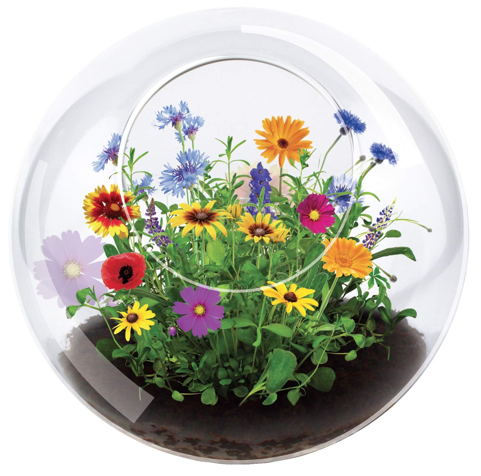 Blossom Your Own Wild Flower Glass Terrariums by Unique Gardener, Terrarium S...