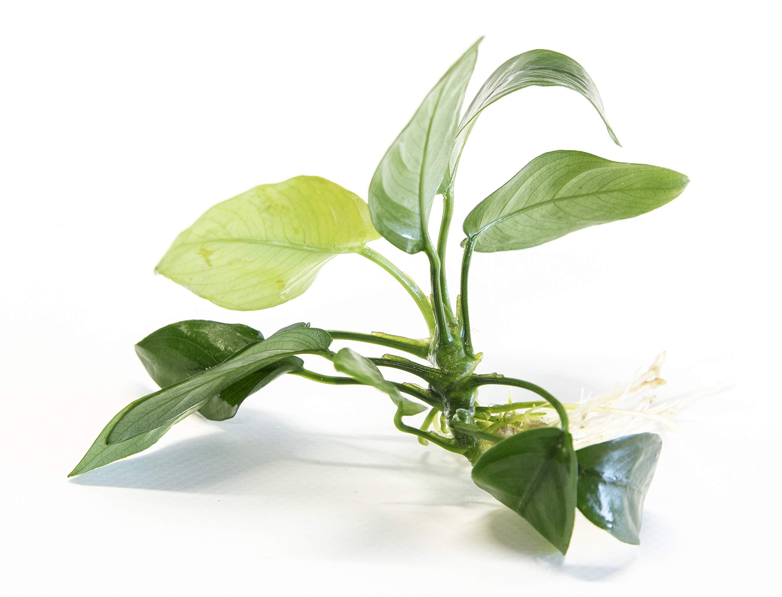 – Anubias Barteri VAR Nana- submerged - Aquarium 10 Plants