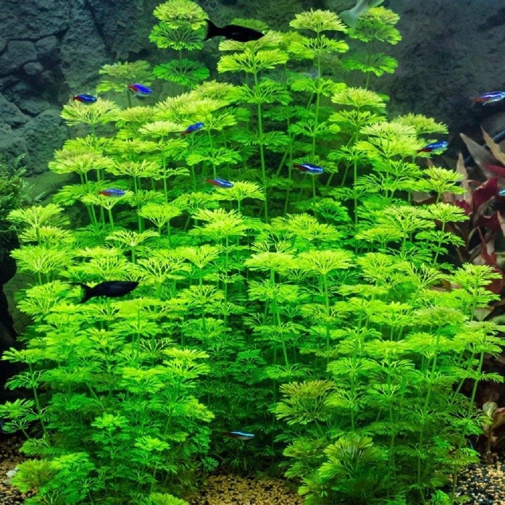 Bunch LIMNOPHILA - Live Aquarium Fish Tank Plant - Hygrophila