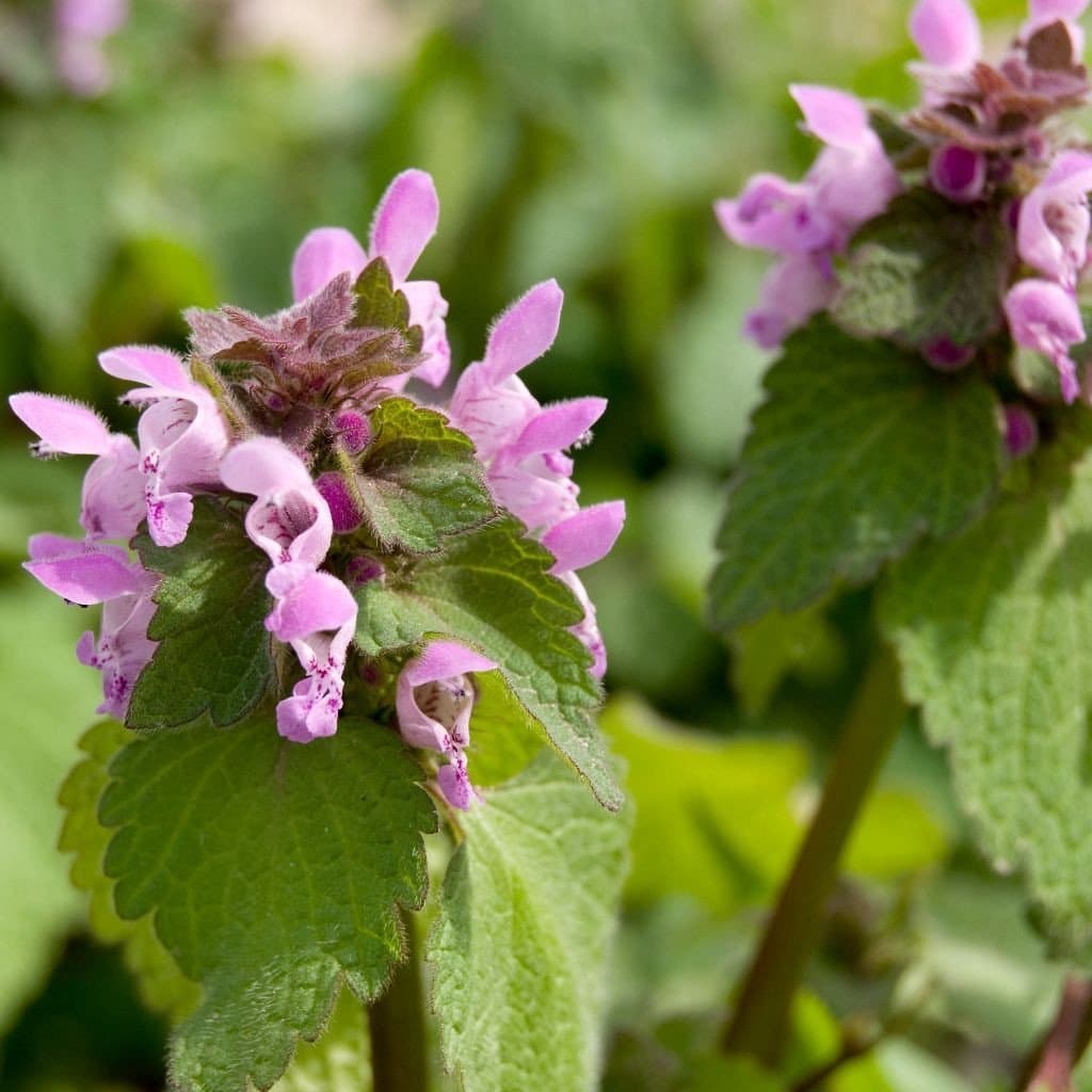 Palm Beach Medicinal Herbs - Purple Dead-Nettle (Lamium purpureum) - Packet of 50 Seeds