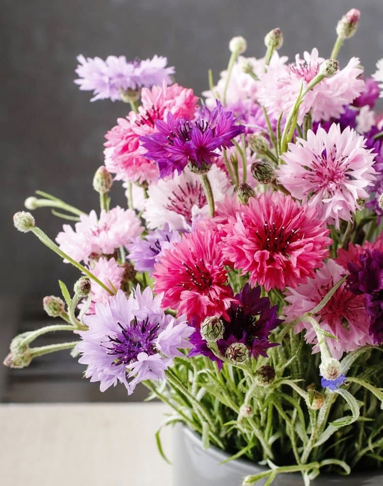 Cornflower, Bachelor's Button Seeds - Centaurea cyanus - 1000 Seeds