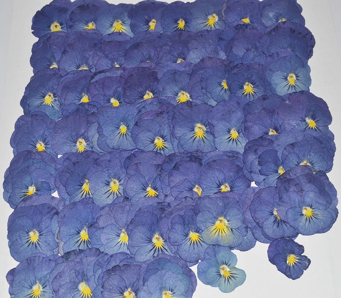 12 pcs Purple Viola Real Natural Dried Pressed Flowers for Resin Scrapbooking DIY Candle Decoration Jewelry Crafts