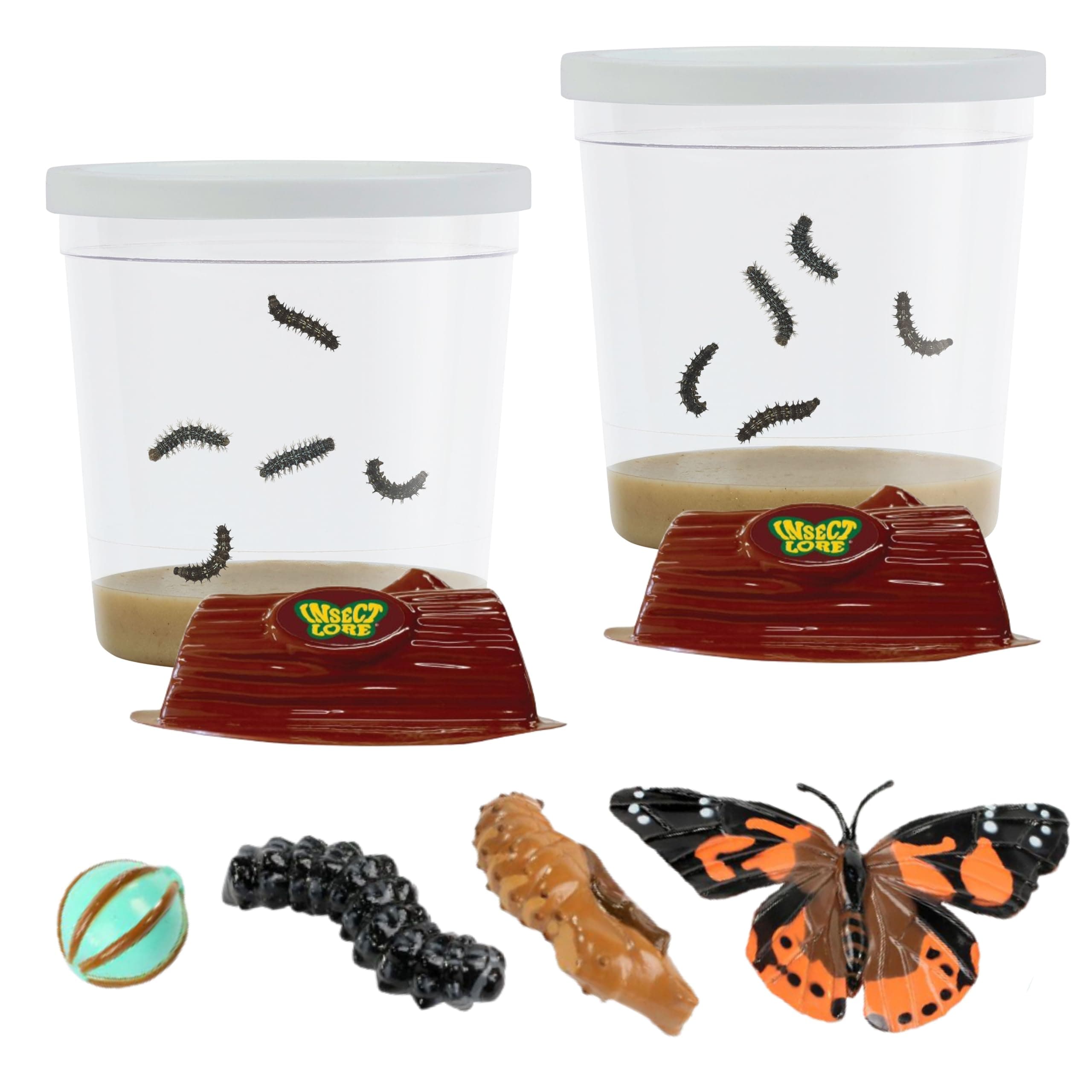 Insect Lore Two Cups of Live Caterpillars - 10 Live Painted Lady Caterpillars with Food - Includes Bonus Butterfly Life Cycle Figurines - Refill for Butterfly Garden Habitat