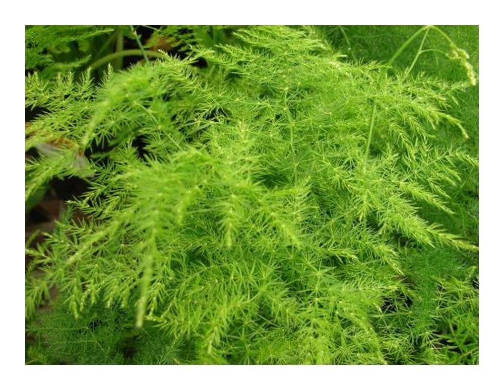 Asparagus setaceus - Asparagus Fern - Lace Fern - 10 Seeds