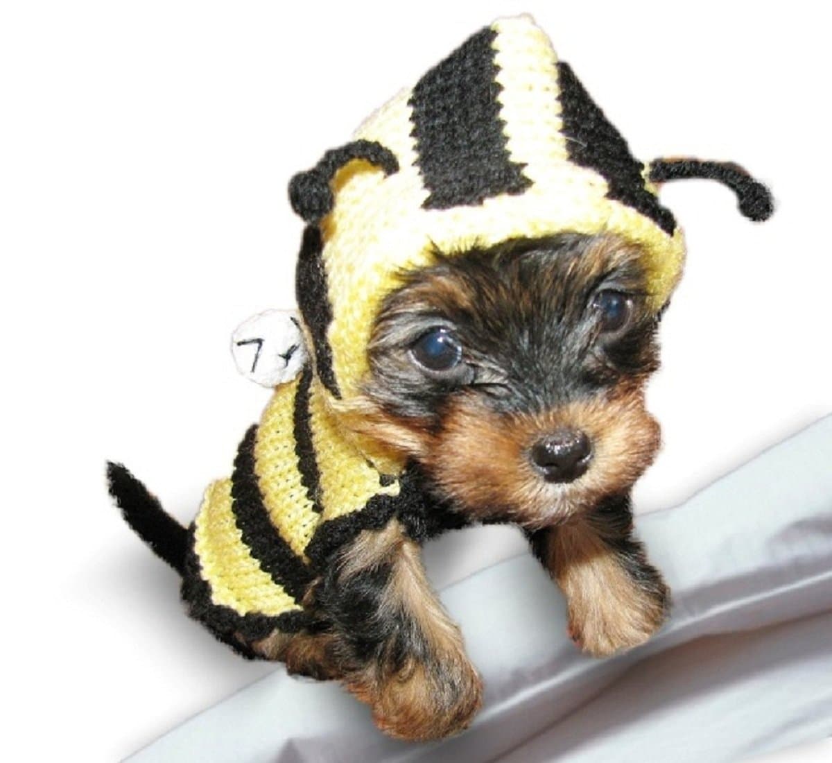 Bee Small Dog Sweater XX Small Dog Clothes Teacup Chihuahua Yorkie Clothing Puppy Tiny Costume Boys Girls Hoodie Outfits (XXS)