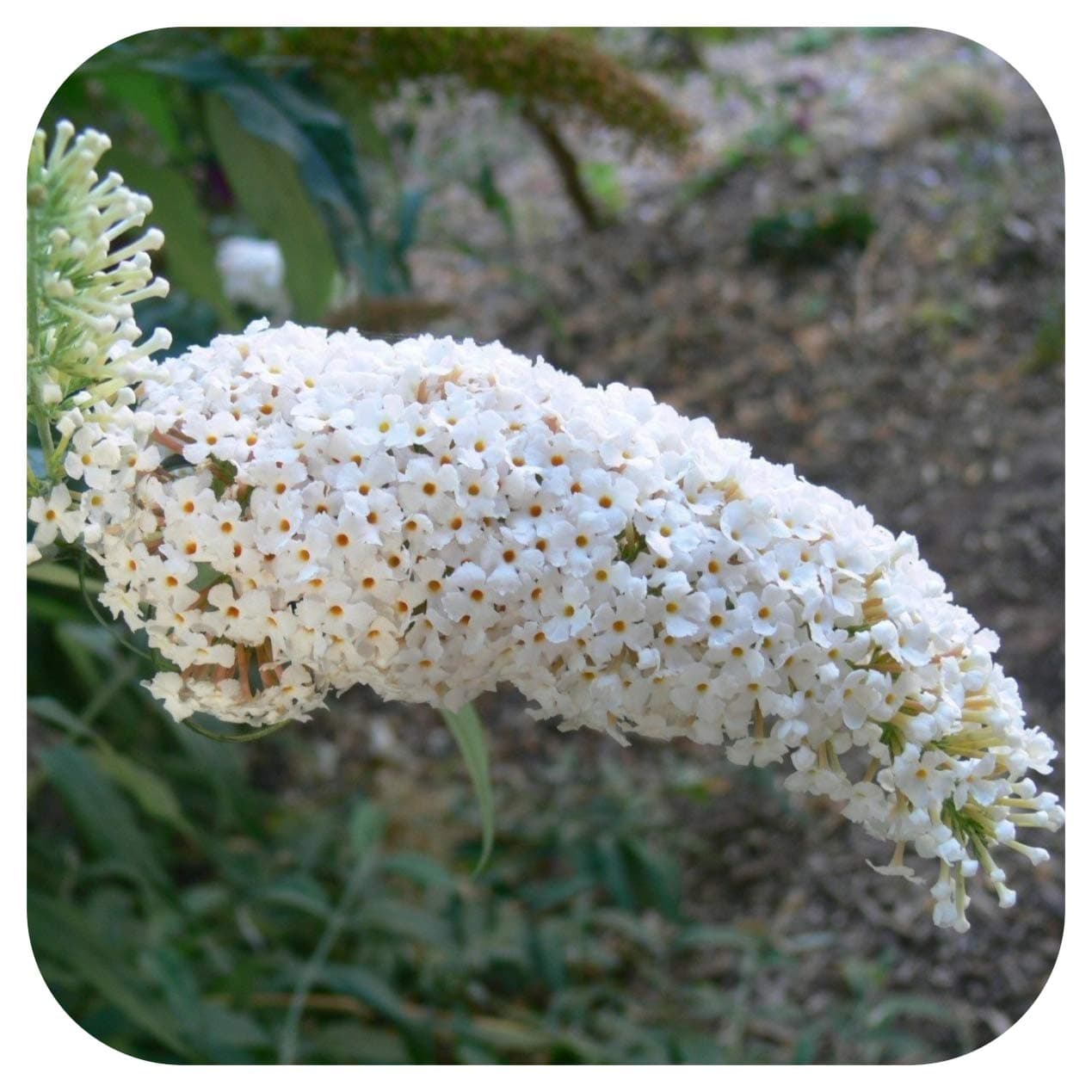1 Buddleia White Bouquet Butterfly Bush Shrub Jumbo Plug Plant by Plug Plants Express Limited
