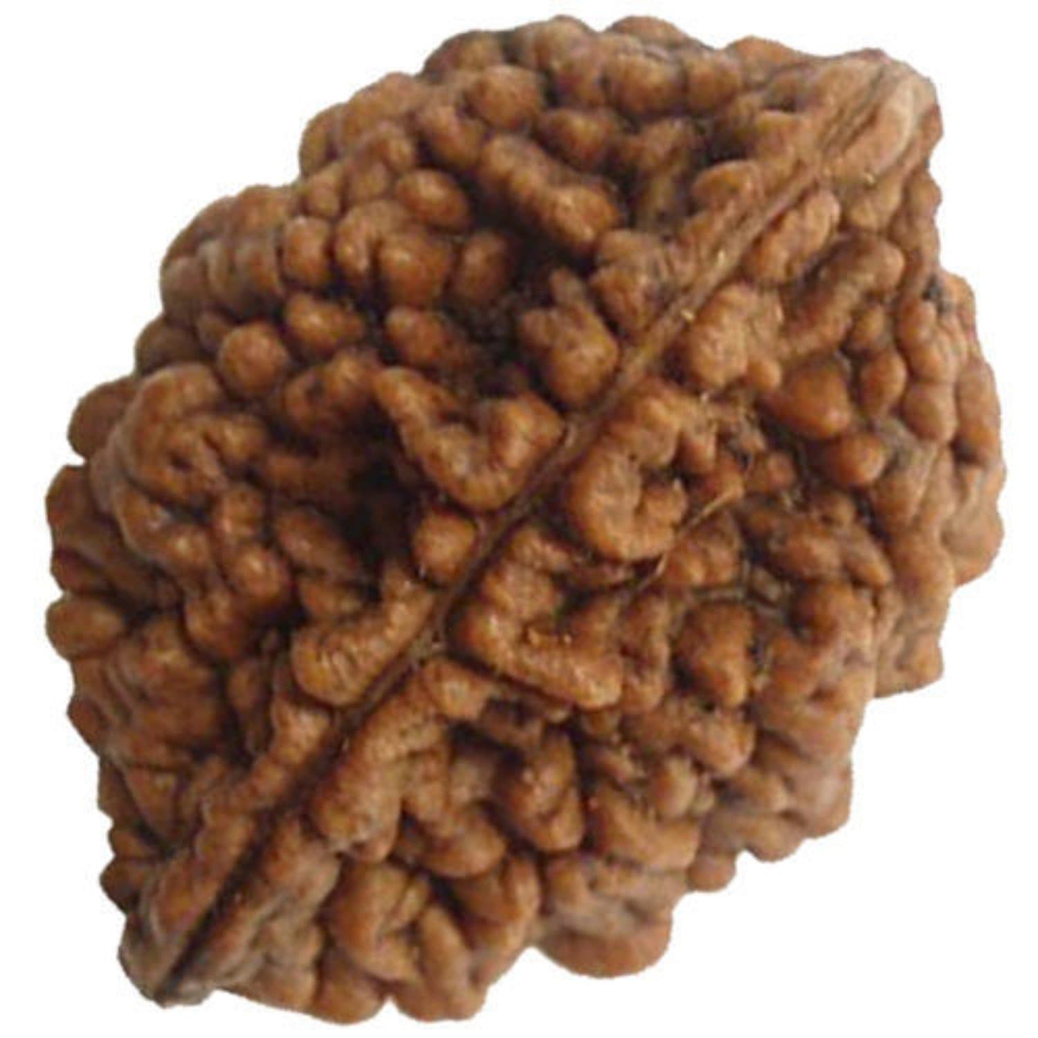 SS Gems And RudrakshaOriginal 2 Mukhi / Do mukhi / Two Faced Rudraksha (Oval Shape) Natural