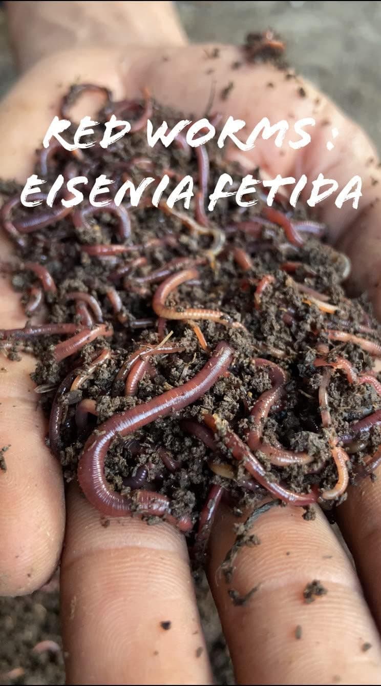 Dhara Organics Earthworm/Kechua 300+ NOS Earthworm for Compost Making Certified Red Worms Vermiculture for Vermicomposting (1KG)