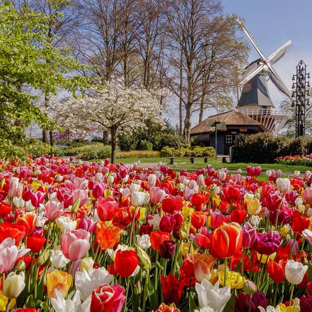 Delightfully Dutch Tulip Mix Garden Plant Hardy Bulb Flowering Garden Plants Easy to Grow Your Own 100x Bulbs by Thompson and Morgan (100)