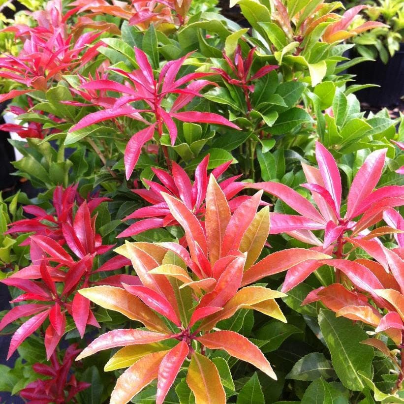 [x1] Pieris Mountain fire | Evergreen Shrub | Outdoor Garden Ready Plant | Fiery Red Shoots | [ 2ltr Pot ]