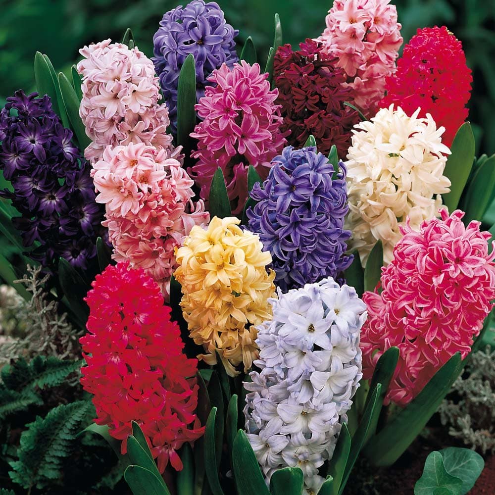 Hyacinth - 6 Mixture Hyacinth Bulbs 14/16 cm - Fall Planting & Spring Blooms
