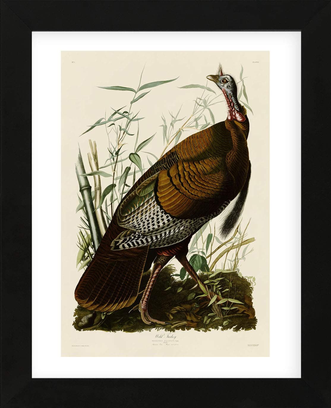 McGaw Graphics Wild Turkey I by John James Audubon Framed Print Quick Ship, 16x13x1, Multi