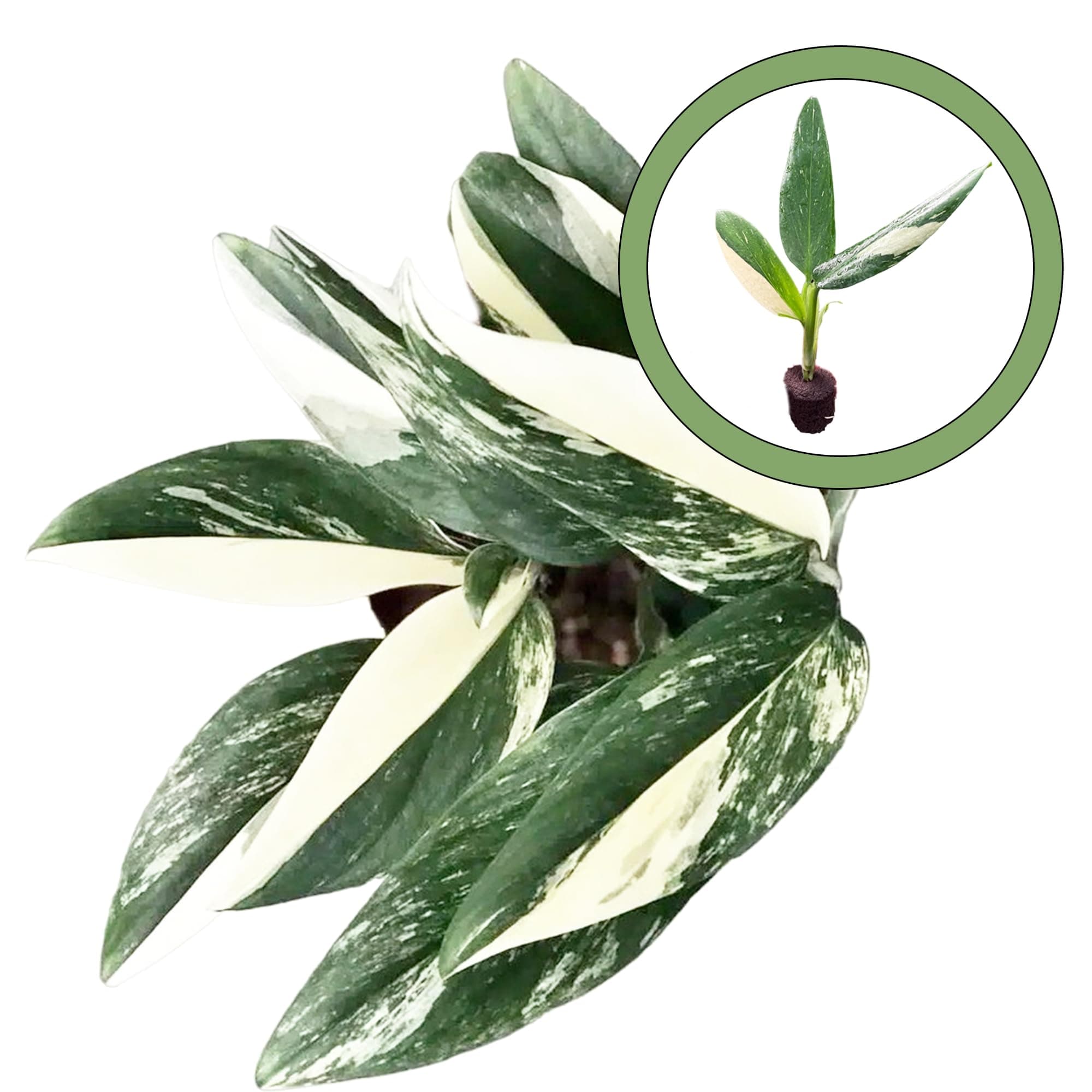 Monstera Standleyana Albo Starter Plant