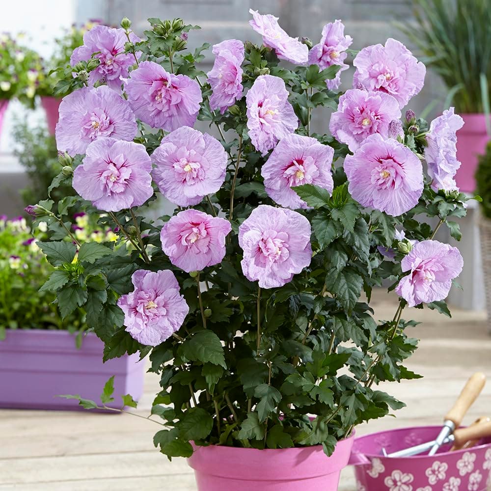 YouGarden Hibiscus 'Chiffon Lavender', Established Plant in a 3L Pot, Ready to Plant