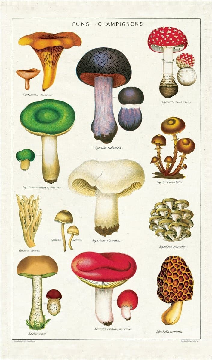 CAVANILLI & CO. Cavallini Papers TT/MUSH Mushroom Vintage Mushrooms Cotton Tea Towel