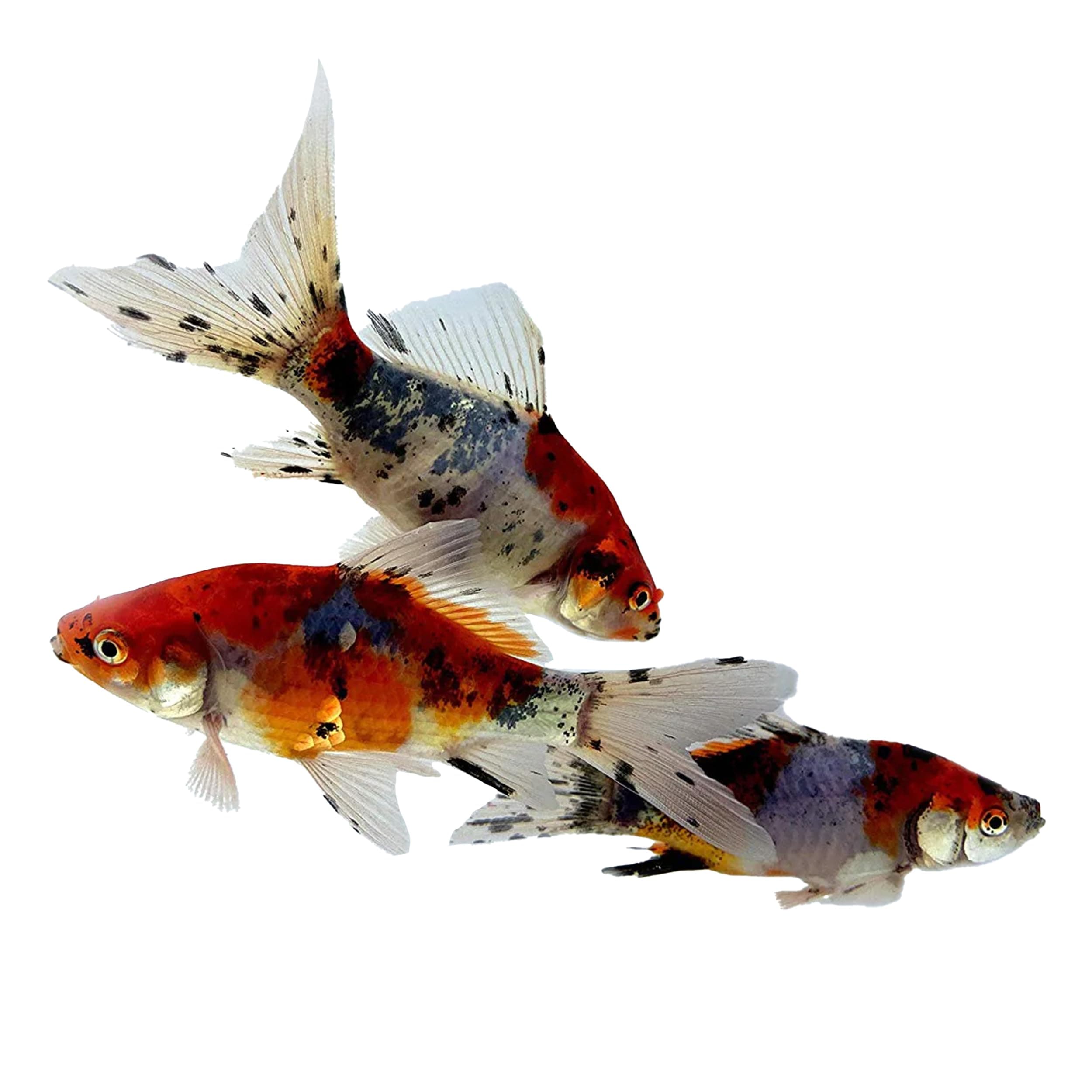 Toledo Goldfish Shubunkin Goldfish: Live Blue Calico Colored Goldfish with a Variety of Patterns - Perfect for Stocking Ponds, Aquariums, or Tanks - 3-4 Inches, 5 Count