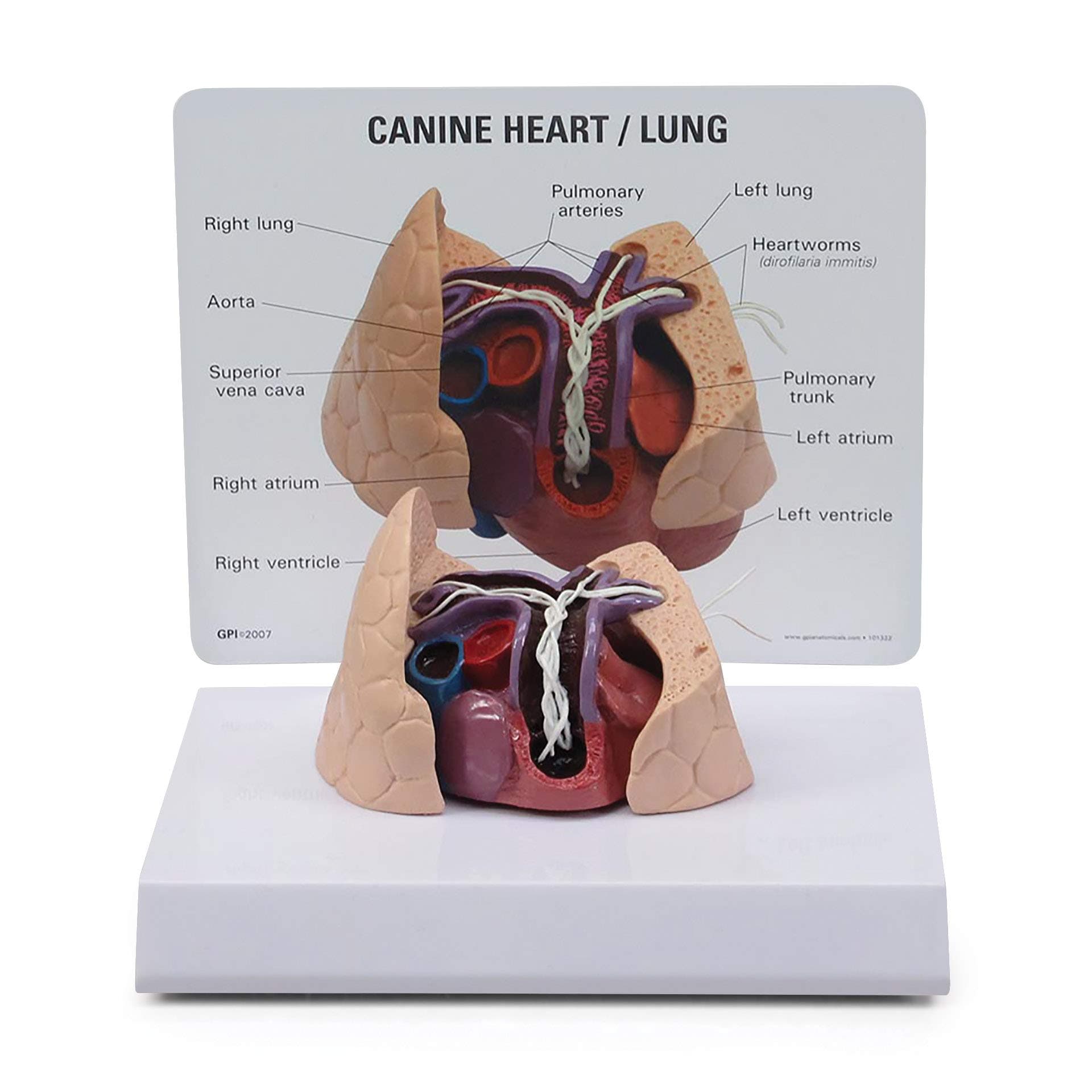Canine Heart Lung Veterinary Anatomical Model w Educational Key Card