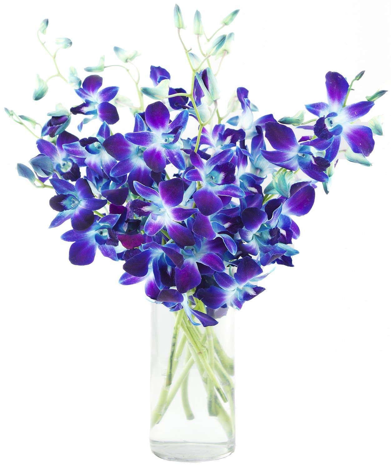 Premium Cut Purple Orchids (Support Small Business) (Blue, 10 Stems with Vase)