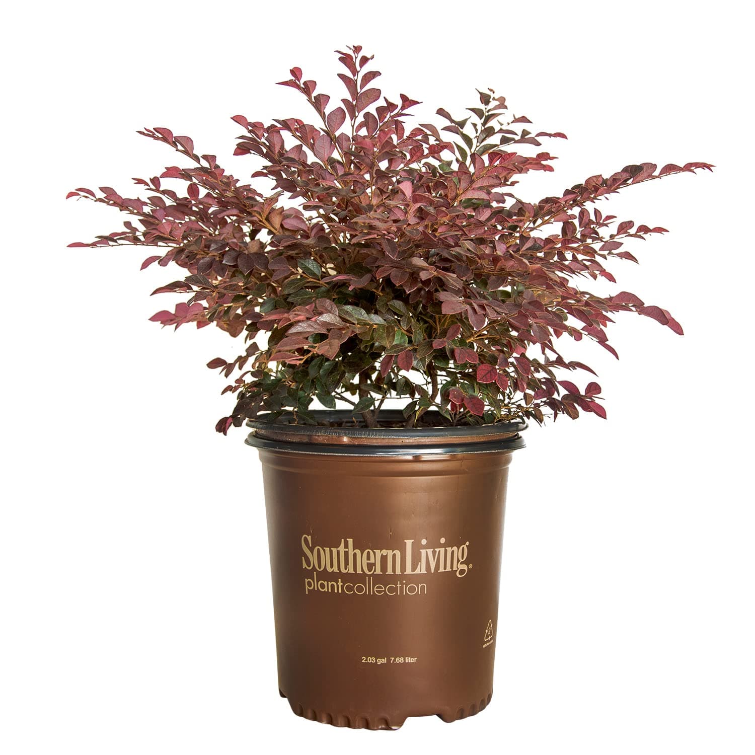 Purple Daydream Dwarf Loropetalum (2 Gallon) Compact Evergreen Shrub with Pink Blooms - Full Sun to Part Sun Live Outdoor Plant