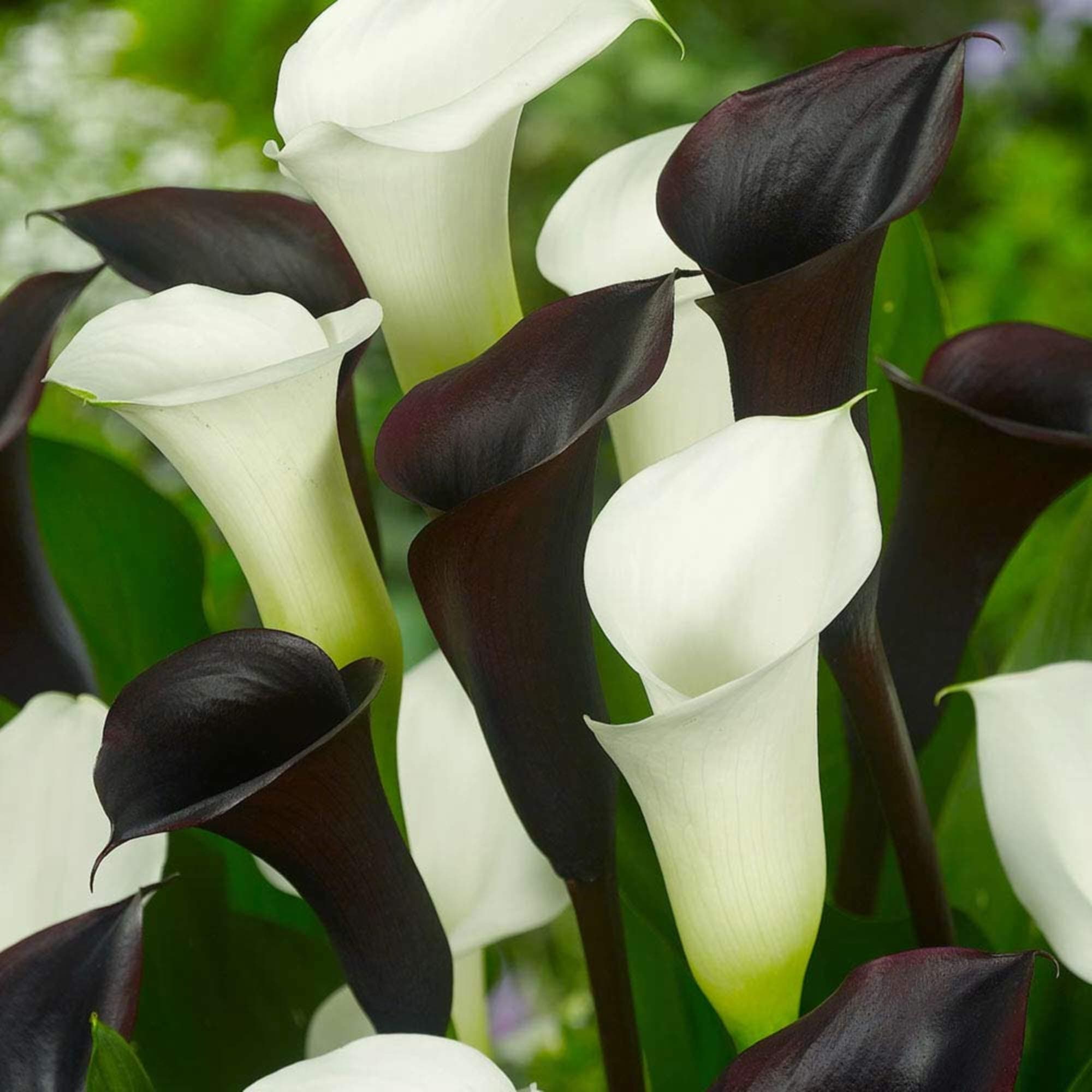 100 Seeds bulbs true calla lily bulbs White calla bulbs White zantedeschia aethiopica #32706570853ST