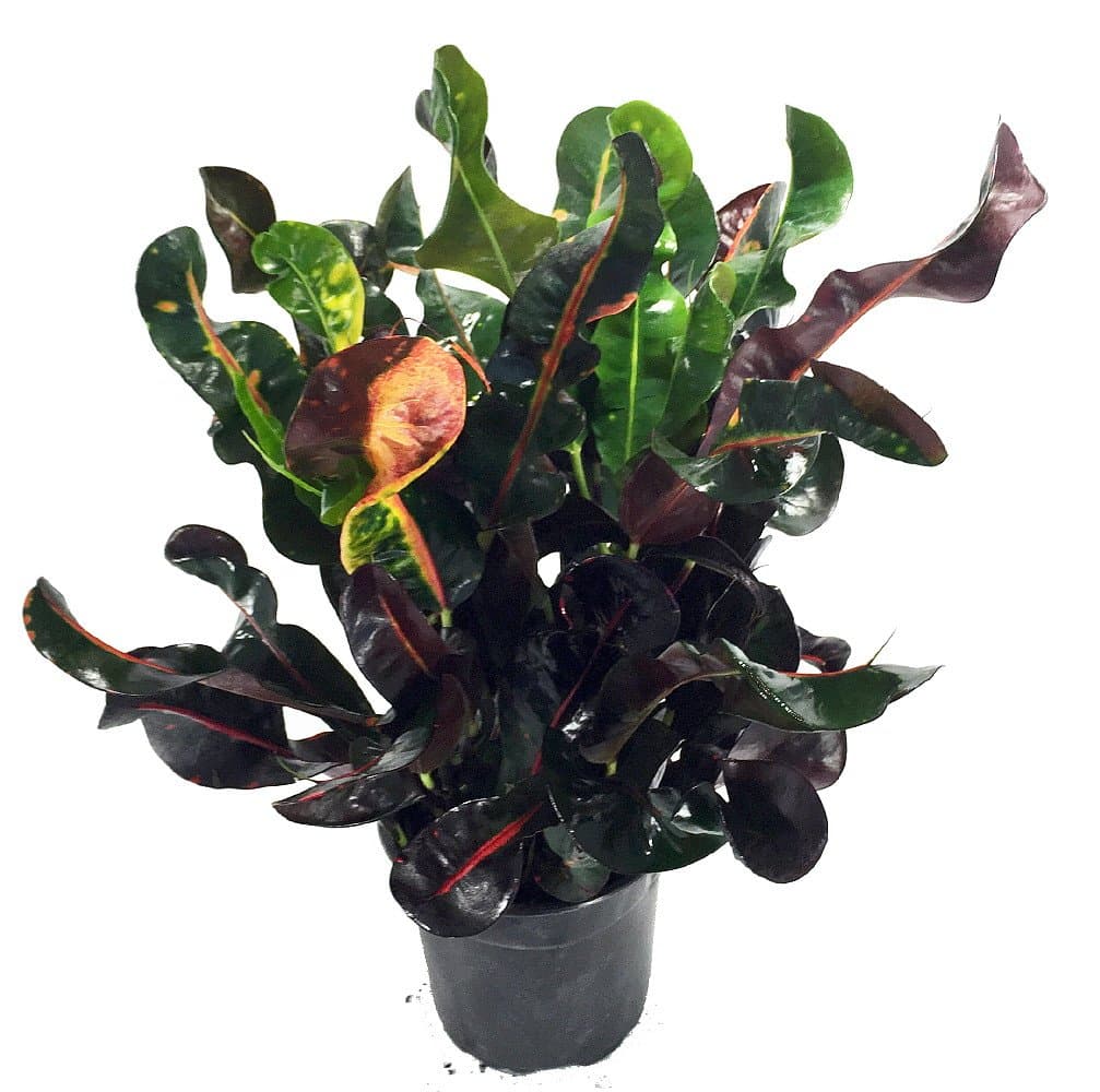Dreadlocks Croton - 6" Pot - Colorful House Plant - Easy to Grow