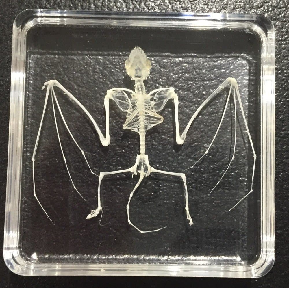 Bat Skeleton Acrylic