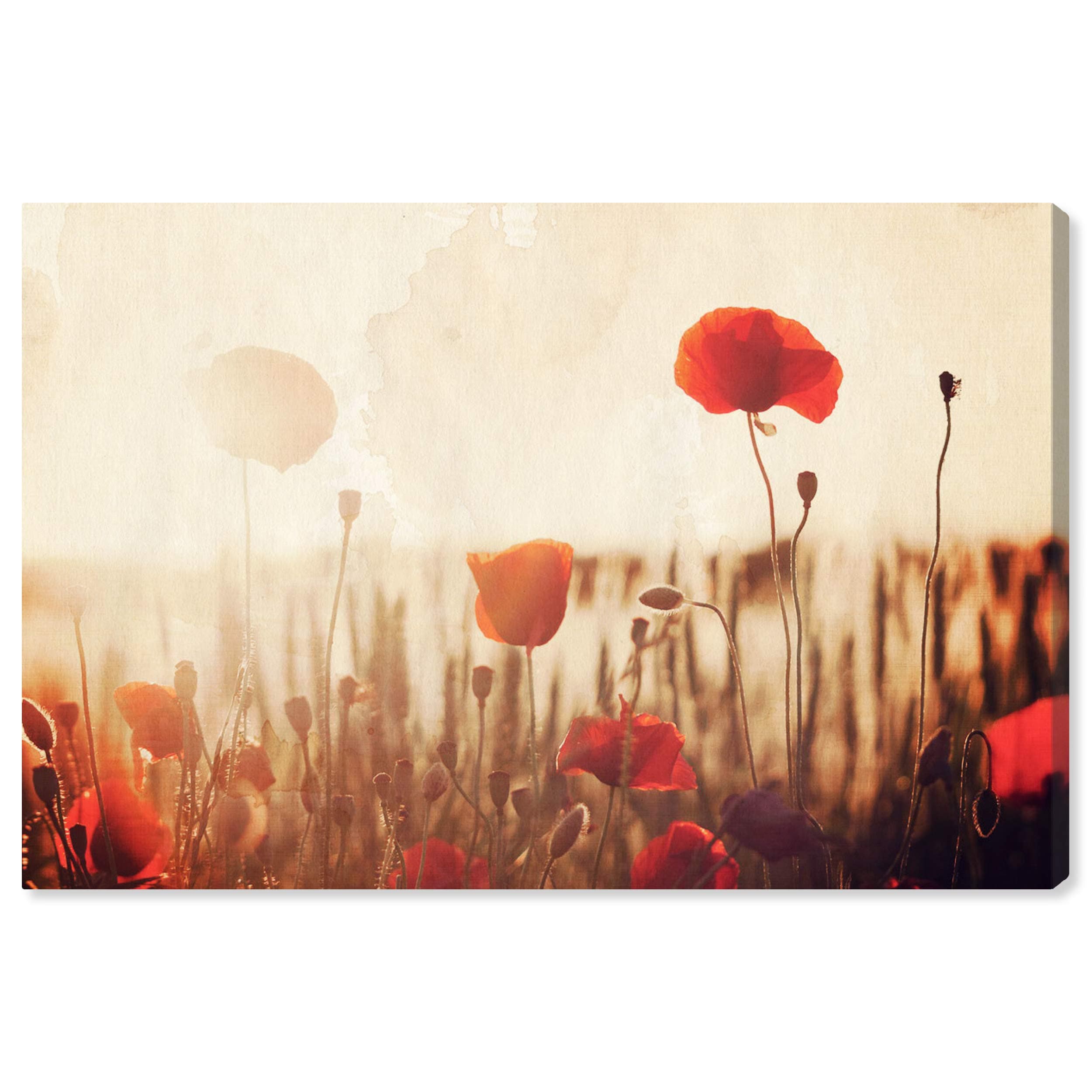 Amazon Brand – Stone & Beam Contemporary Red Poppies Print on Canvas, 36" x 24"