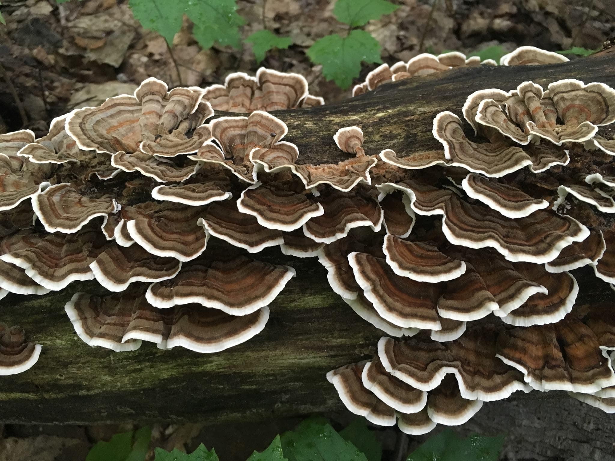 100 Turkey Tail Mushroom Plug Spawn to Grow Gourmet Medicinal Mushrooms at Home or Commercially on Stumps or Logs