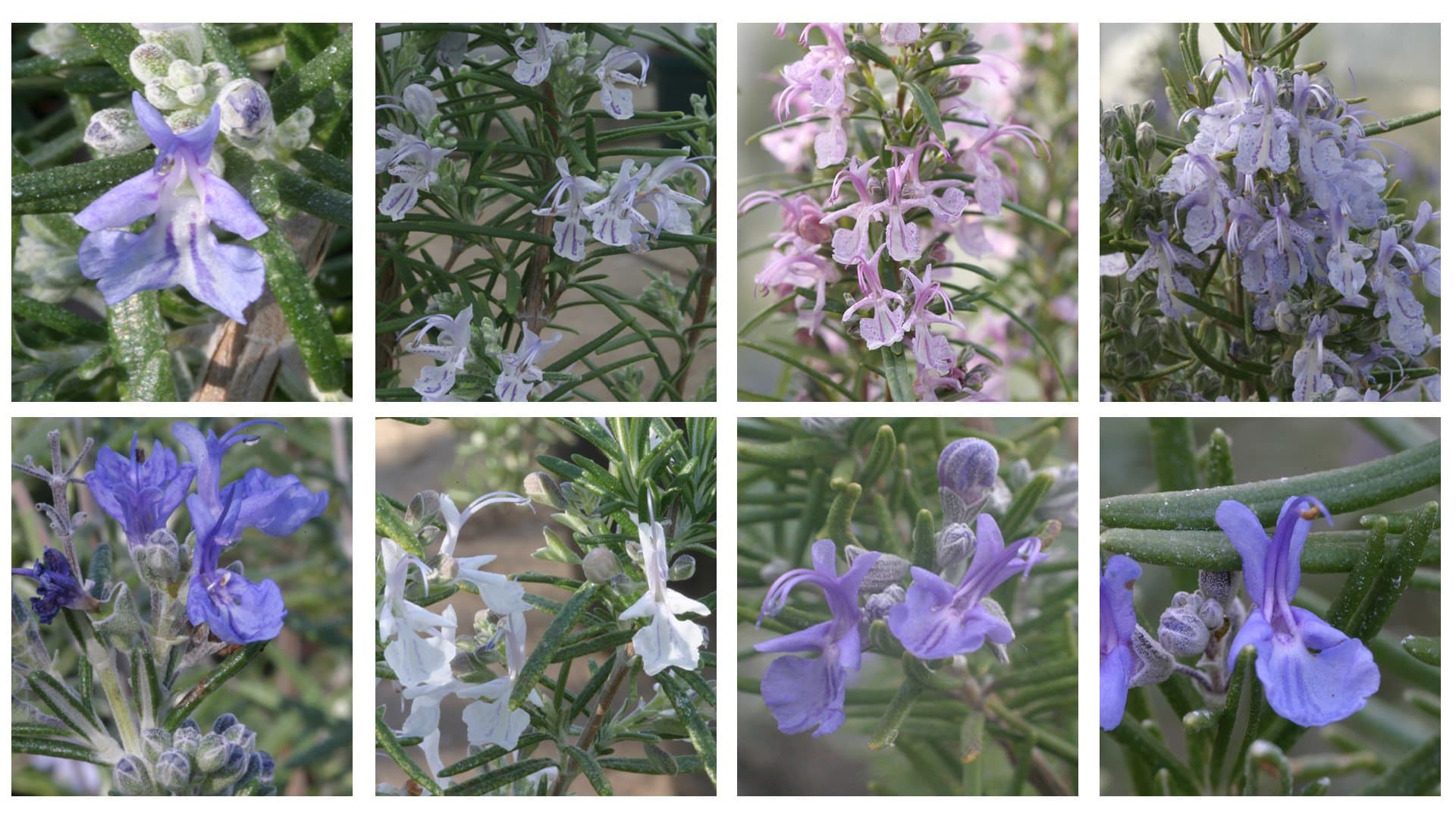 The Connoisseur Collection of 6 Rosemary Plug Plants *New Pack*