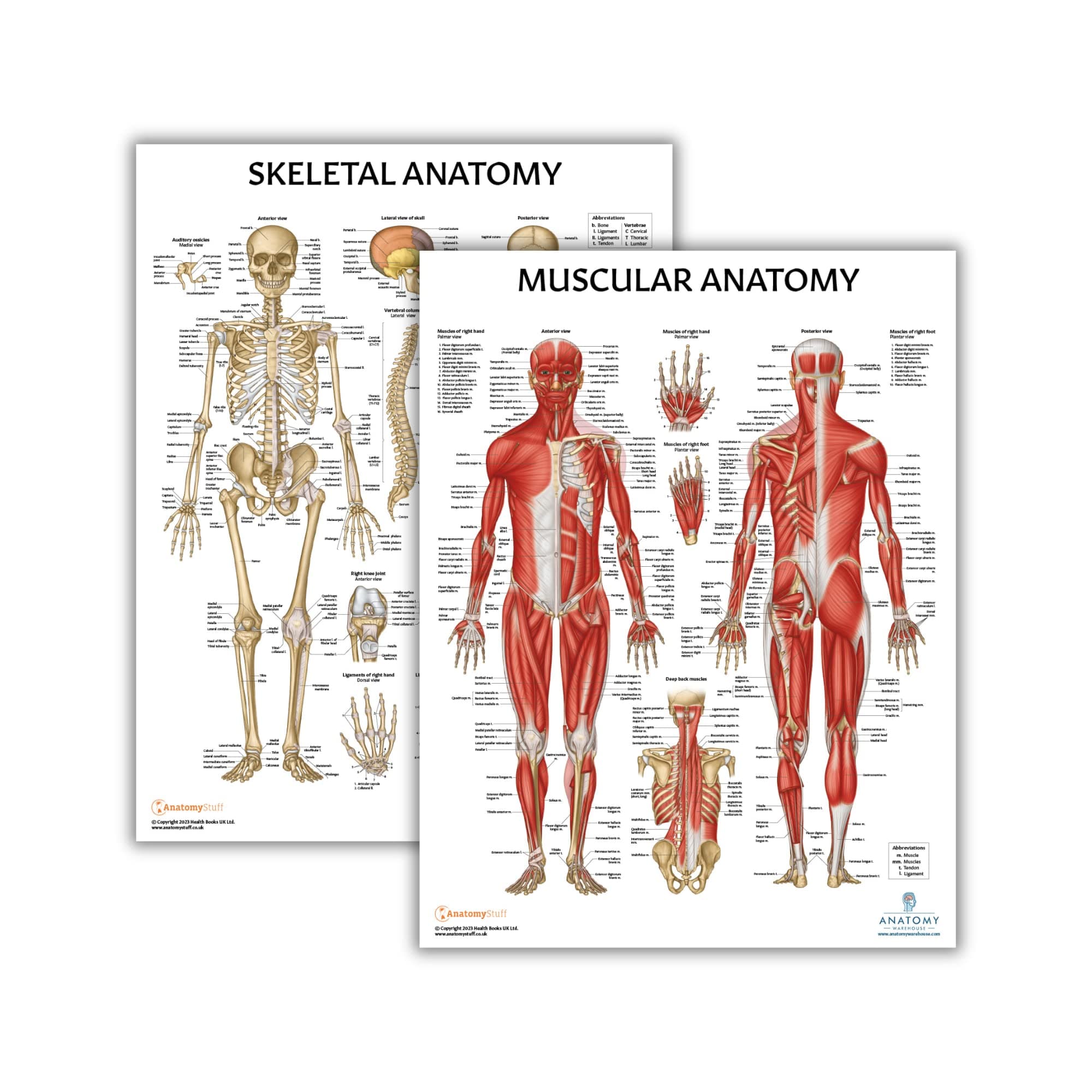 Muscular and Skeletal Anatomy Poster Set -2 PACK LAMINATED, Anatomy and Physiology Poster, 17.3 x 22.5 Inches, Muscles Diagram, Human Anatomy Poster