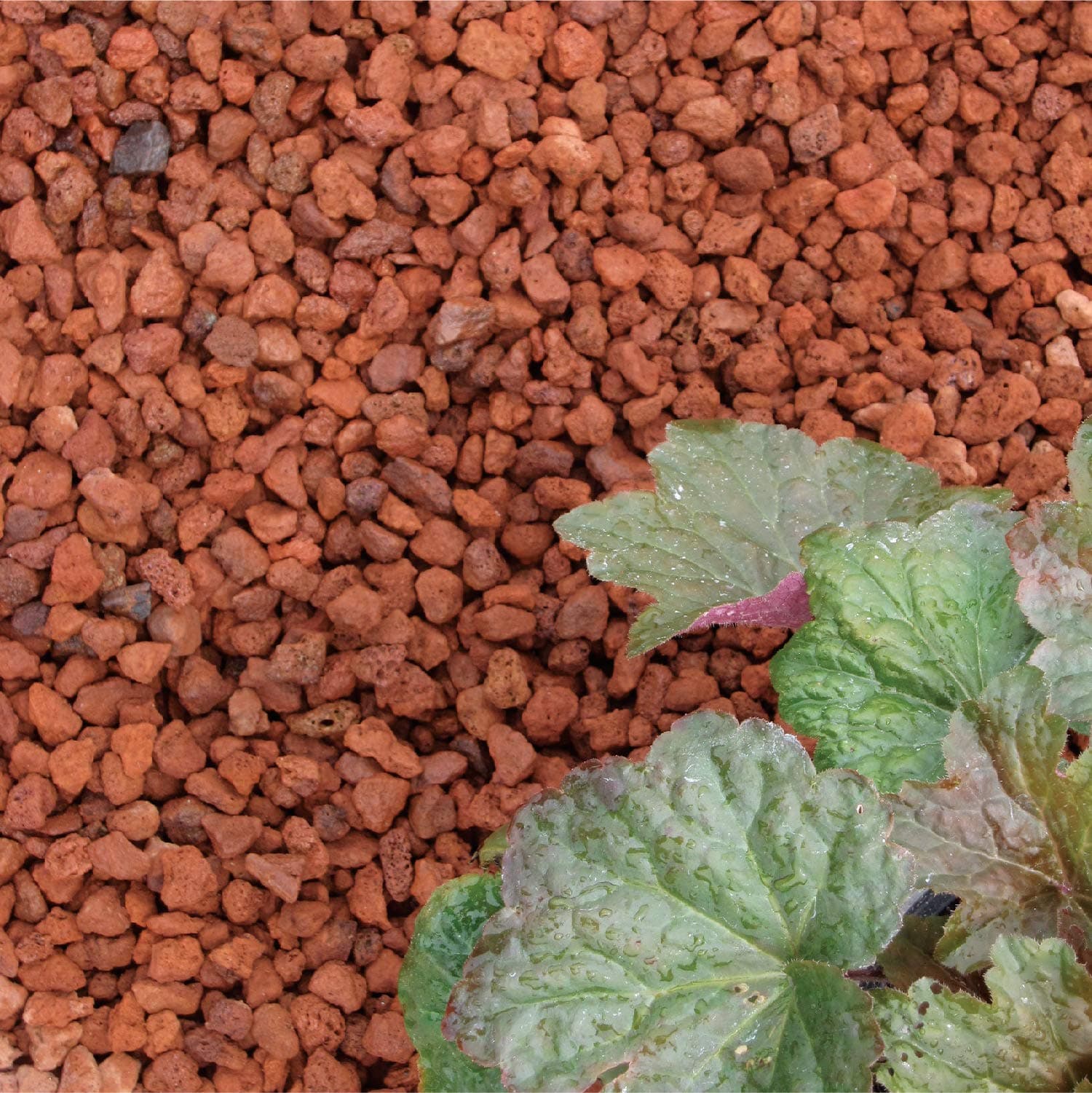 Flowerock 5LB Red Lava Rock - Pebble (3/8" - 3/4")