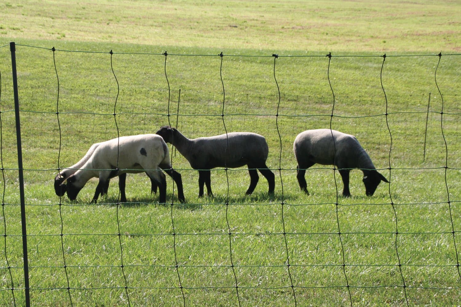 Kencove Electric Net Fence 40" Height x 164' Length, 9 Horizontal Lines, 7" Vertical Line Spacing, Green