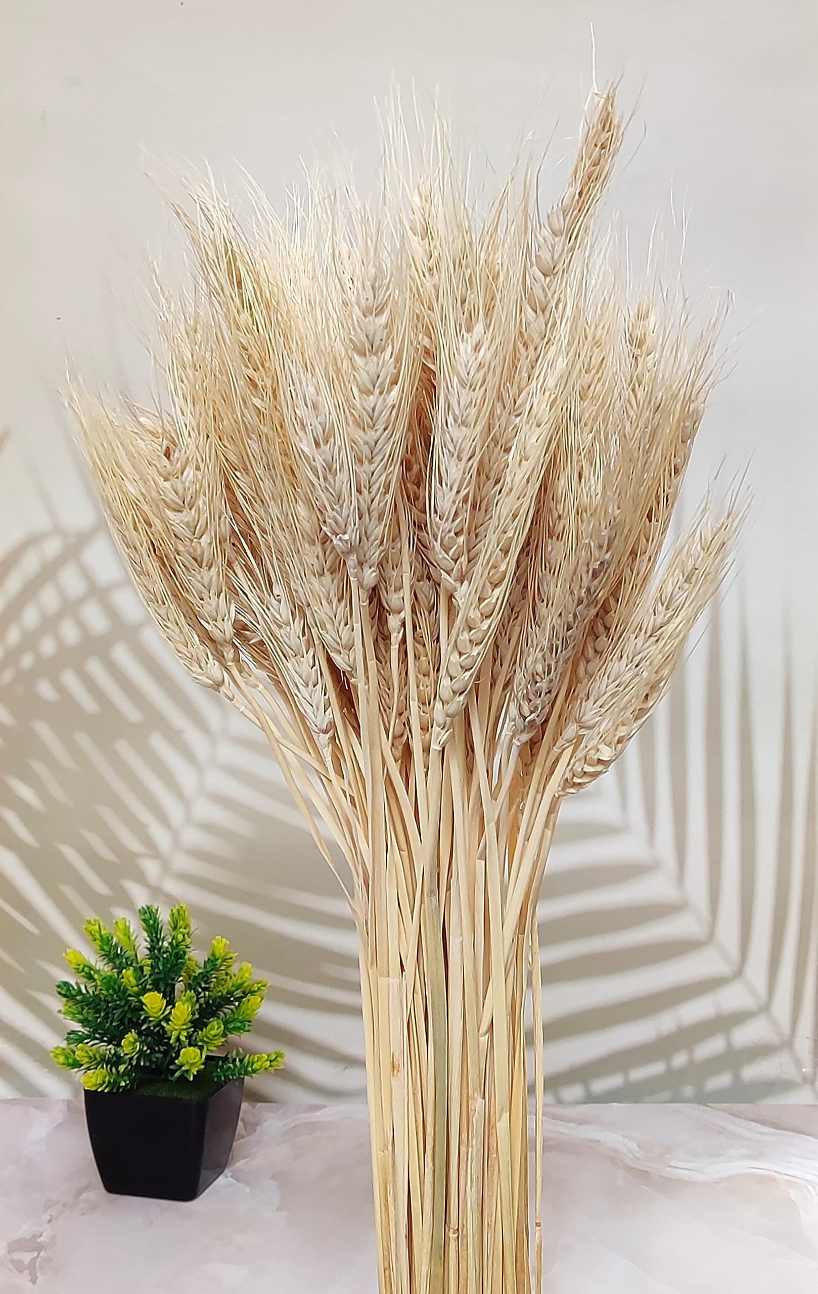 Natural Dried Wheat Stalks for Decor - Set of 100 | Eco-Friendly Wheat Stalks for Home Decoration, Crafts, and More (Cream)