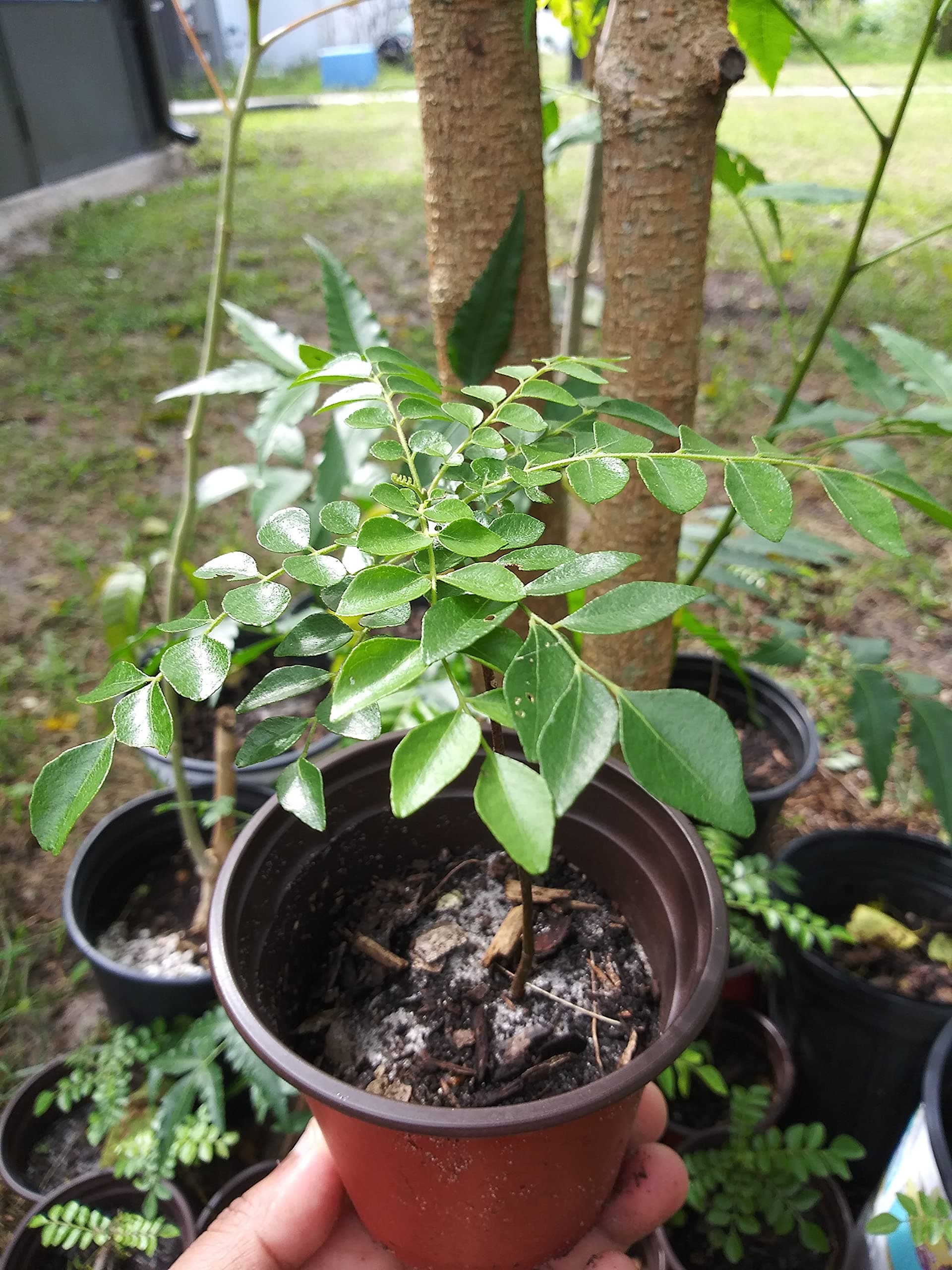 Curry Leaf Plant Gamthi Variety - Starter Plant - Read Description Before Ordering | Size: 2 Inch to 3 Inch | Ships with no Soil | Organically Grown