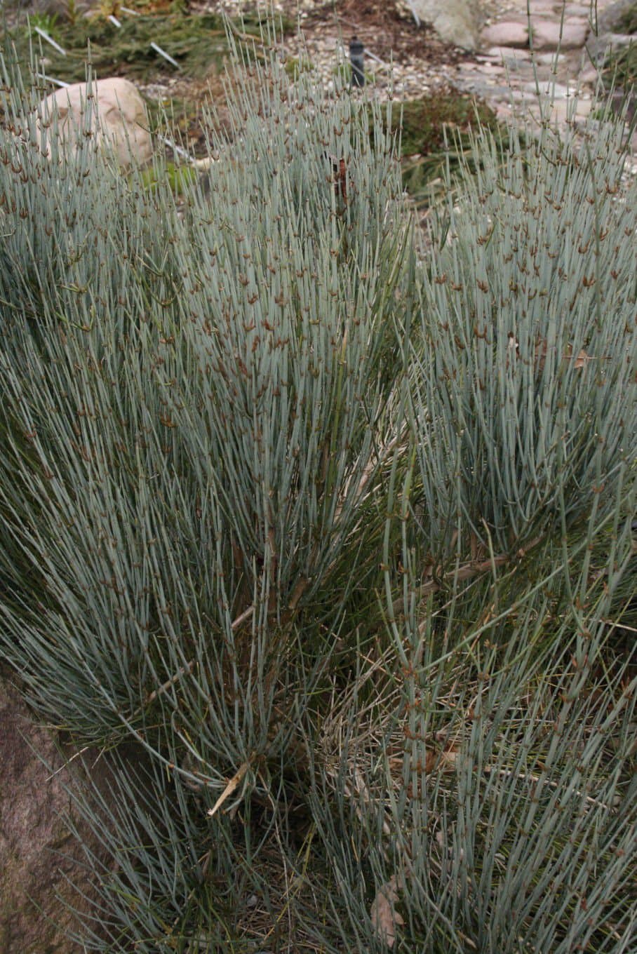 ScoutSeed 100+ : Ephedra Intermedia Seeds - Zhong Ma Huang