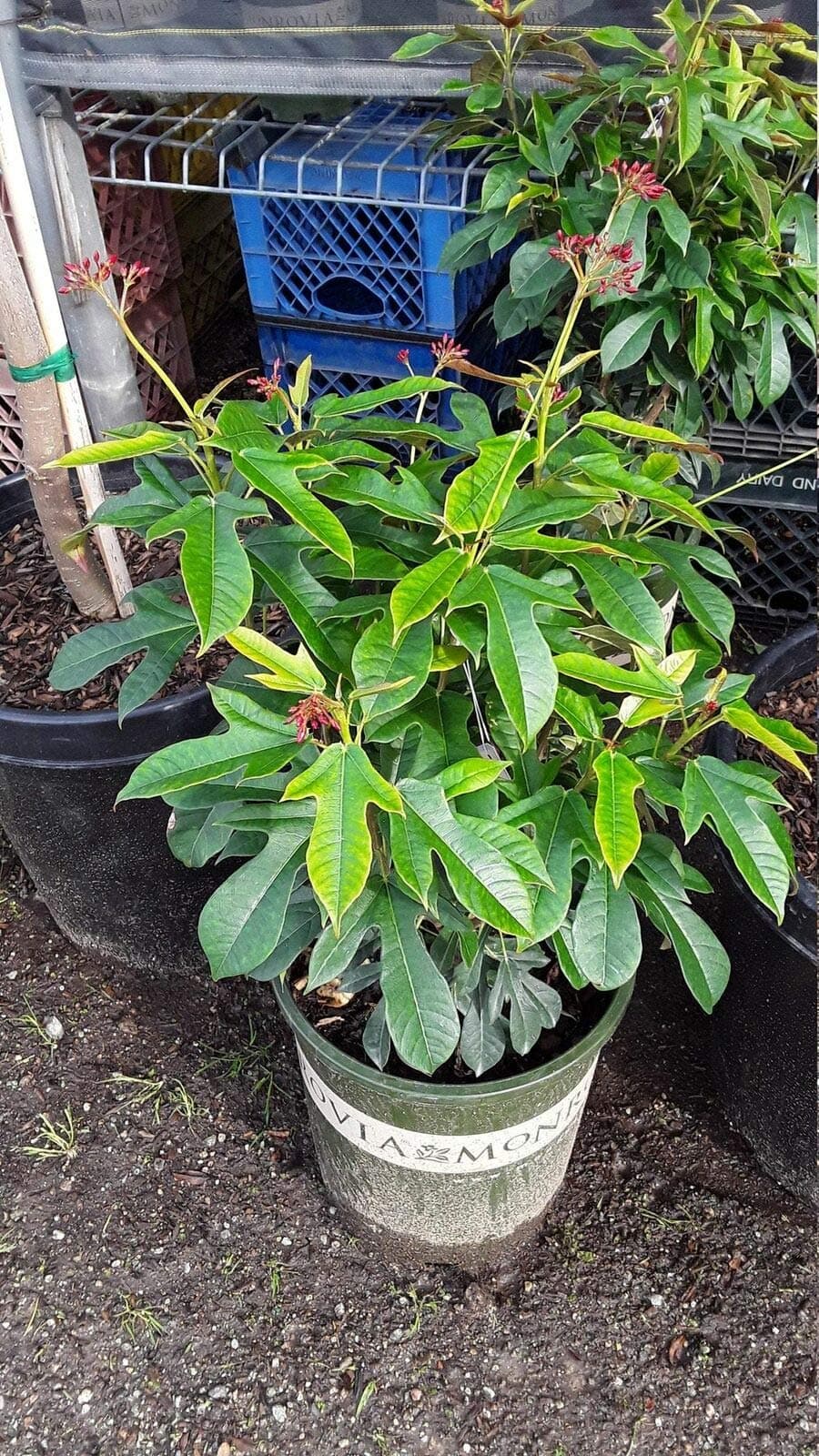 Nh?t chi mai - Jatropha integerrima 'Compacta' Pink - 2 to 3 Feet Tall | Home & Garden