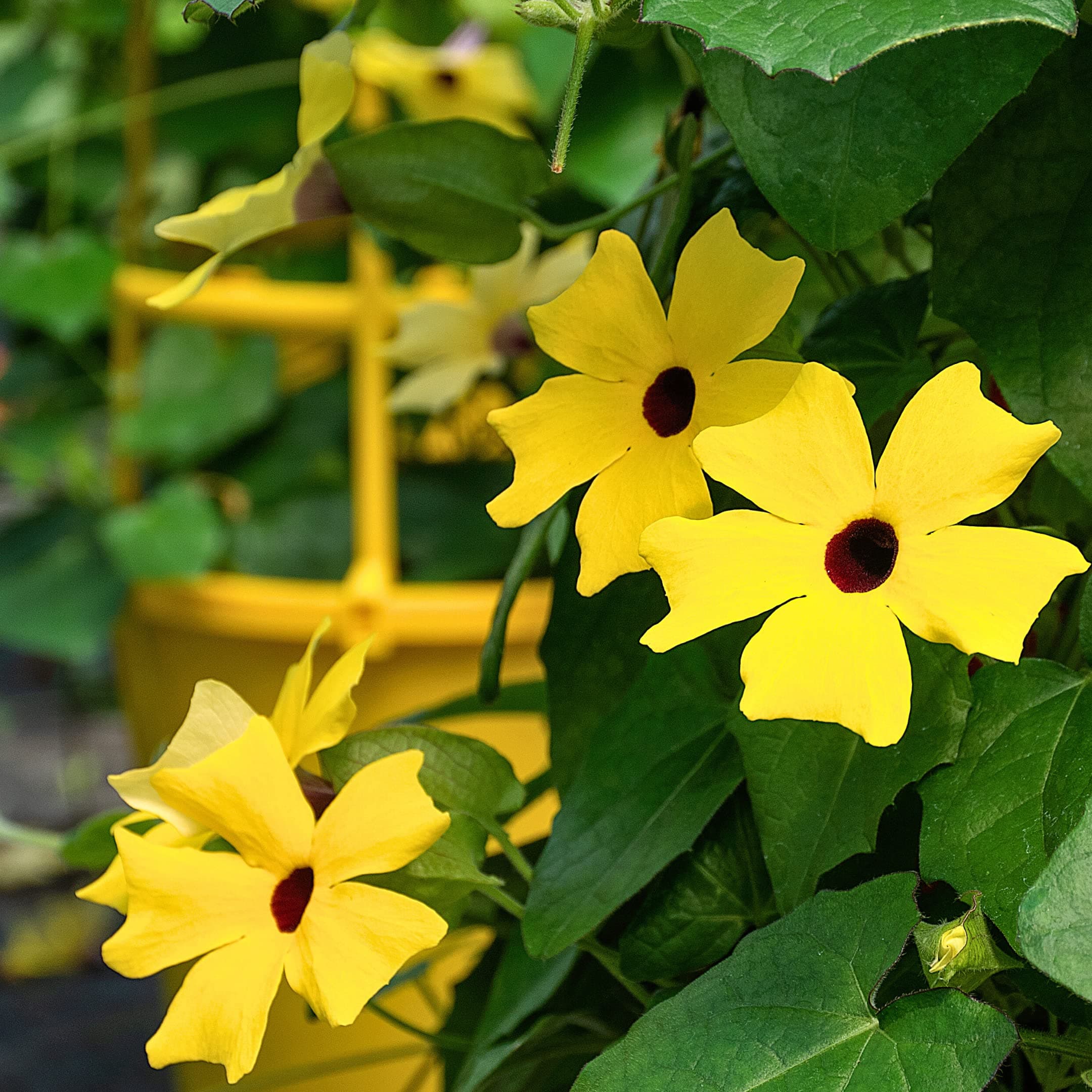 Park Seed Black-Eyed Susan Vine – Twining Summer Annual with 1–2 Inch Yellow to Orange Blooms, Ideal for Fences, Gates, and Containers, Bushy and Bloom-Filled Habit – Pack of 25