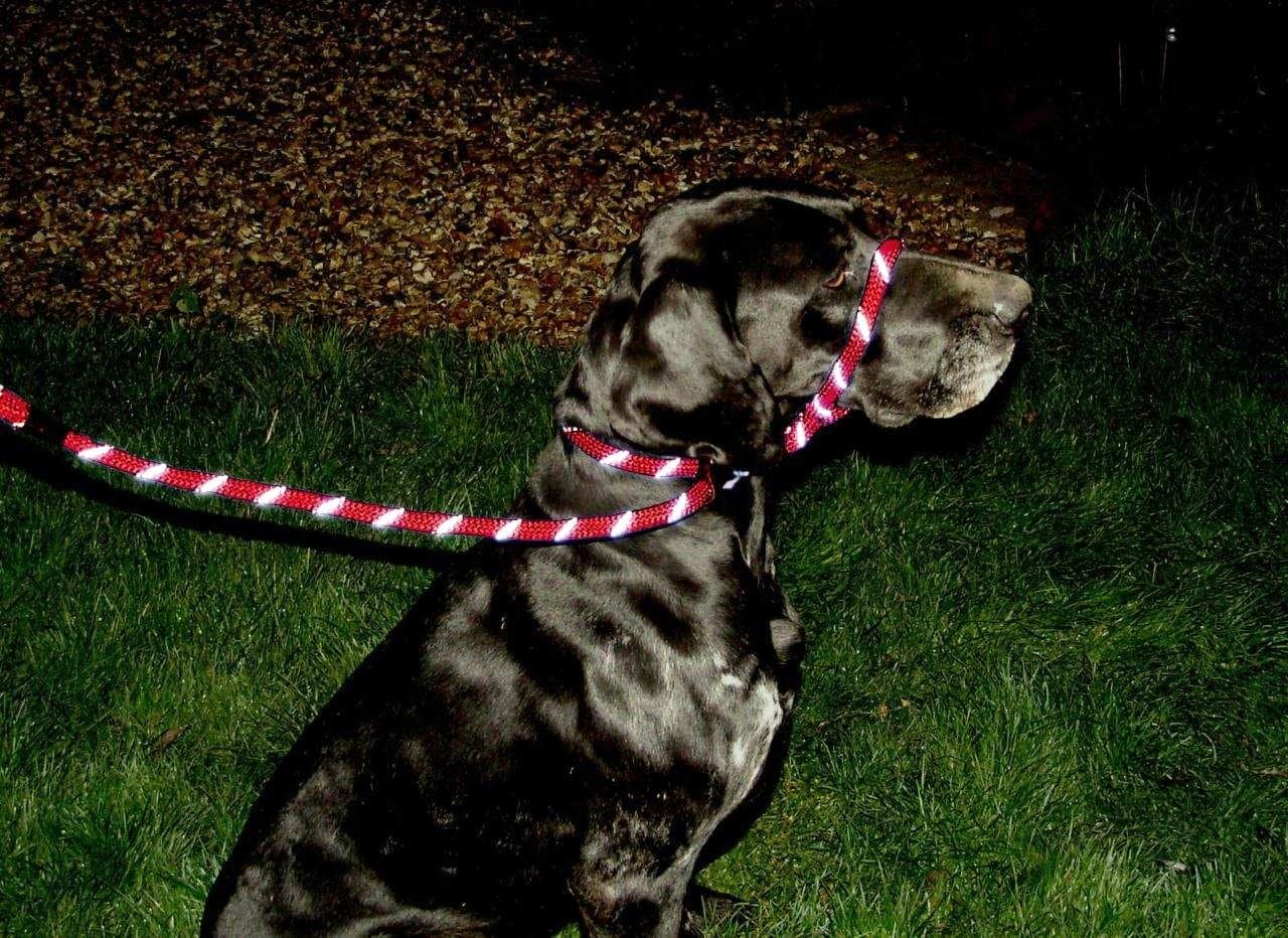 GEE TAC Dog & Field Figure 8 Anti-Pull Lead HI VIZ SAFTY DOG LEAD, STOPS PULLING, PET ROPE THIS IS NOT JUST A CHOKER AS SOME ARE USING !! TRAINING LEAD AS WELL,SO EASY TO USE AND KIND TO YOUR PET