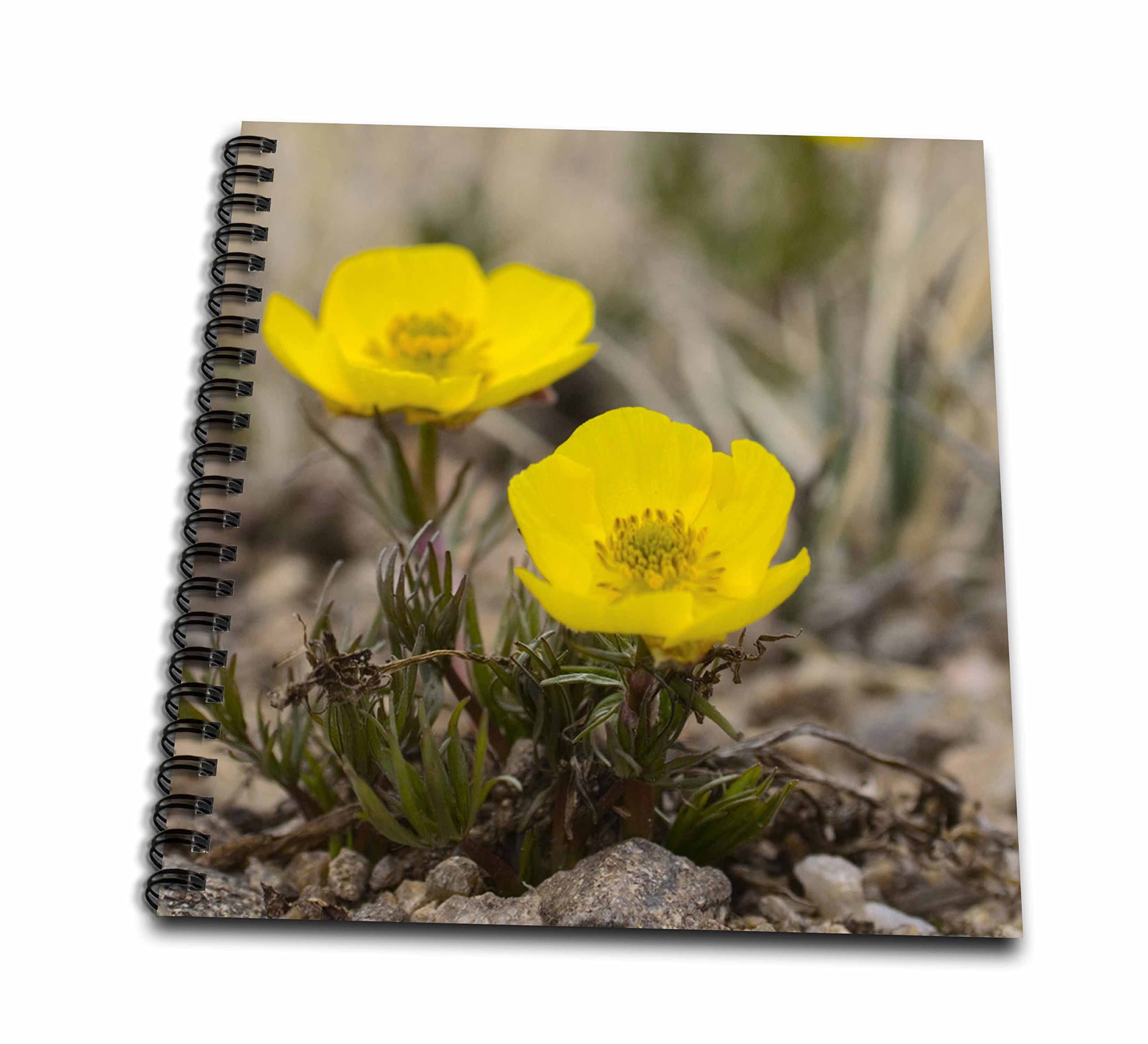 3dRose db_83405_1 Snow Buttercup, Yellow Alpline Wildflower-Na01 Fzu0000-Frank Zurey-Drawing Book, 8 by 8-Inch