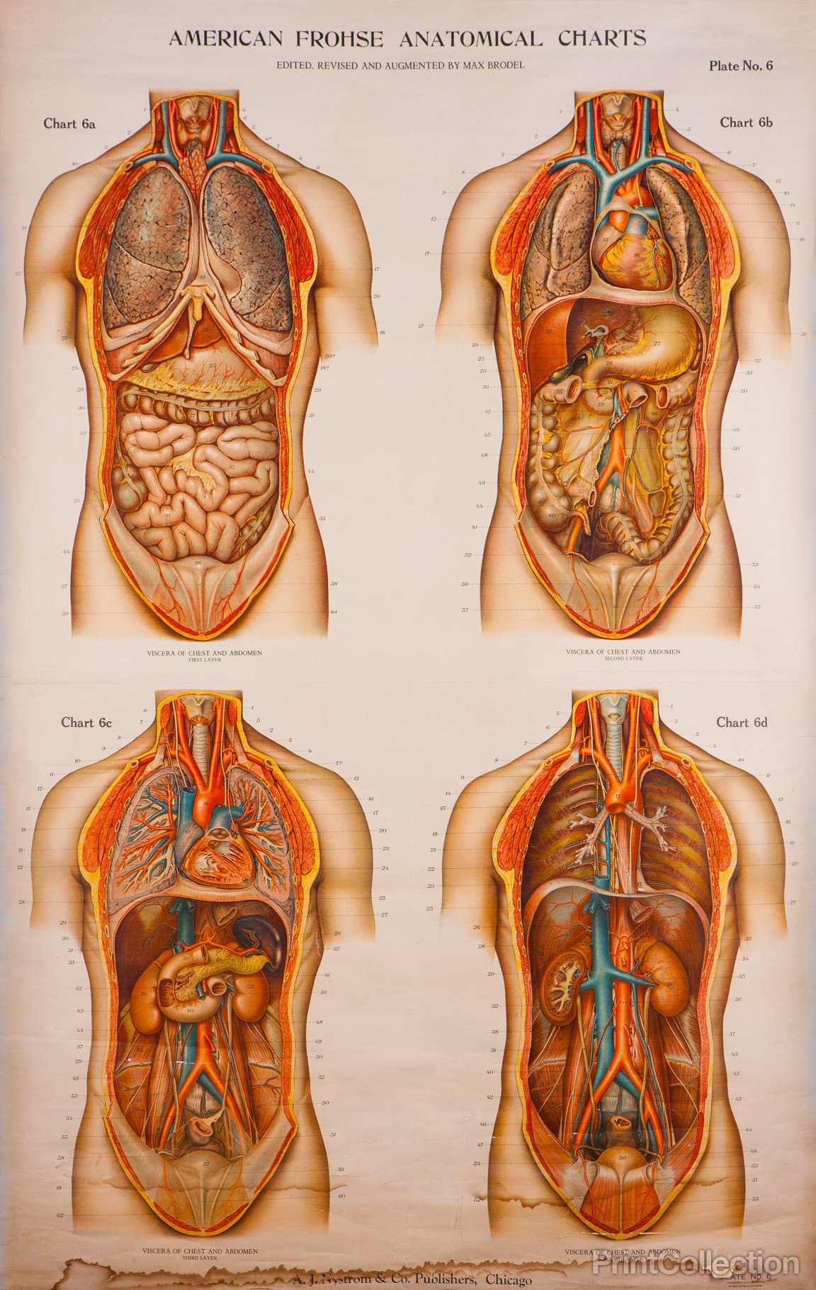 Print Collection American Frohse Anatomical Wallcharts Plate 6 11" X 17"