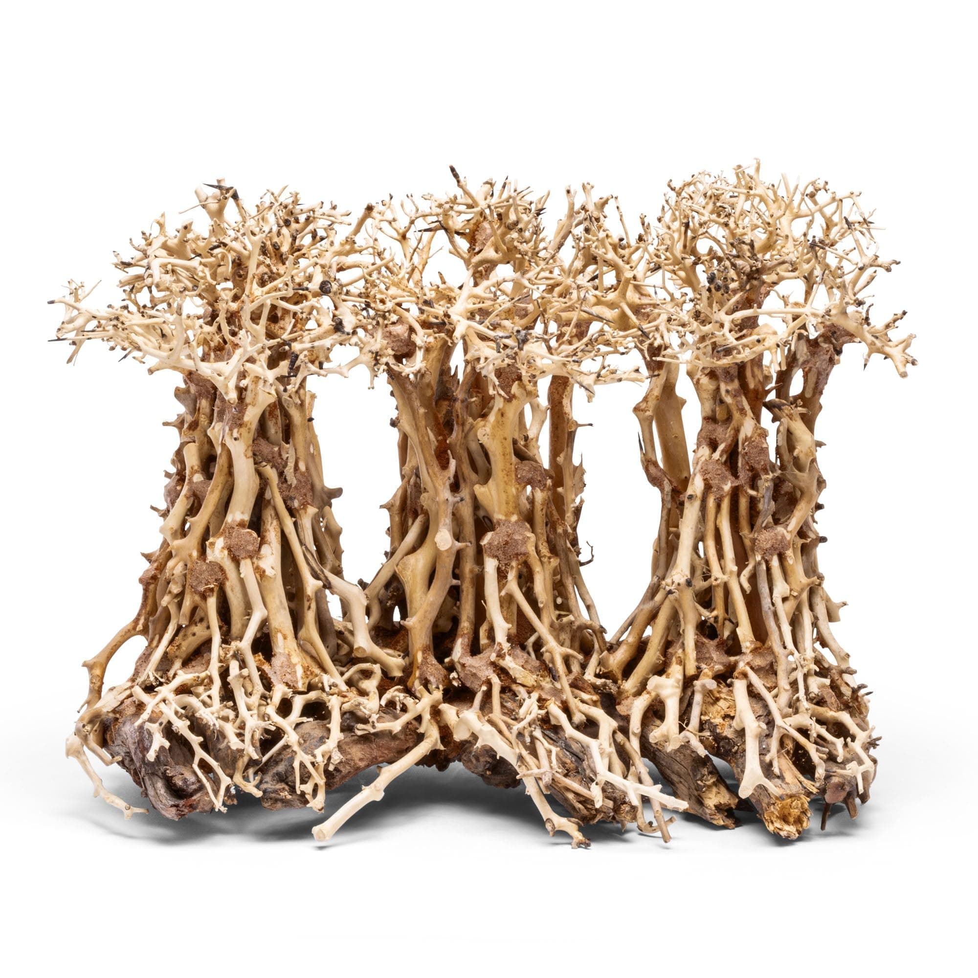 Ultum Nature Systems Bonsai - Handcrafted Hardscape Driftwood for Aquarium, Terrarium, Vivarium, Natural Aquascape Hardscape Decorations, Aquascaping Hardscape for Live Aquatic Plants - 005, Large